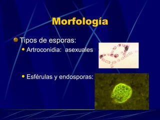 Morfología Tipos de esporas: Artroconidia:  asexuales Esférulas y endosporas: 