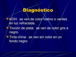 Diagnóstico KOH:  se ven de color hialino o verdes en luz refractada. Tinción de plata:  se ven de color gris a negro. Tinta china:  se ven sin color en un fondo negro 