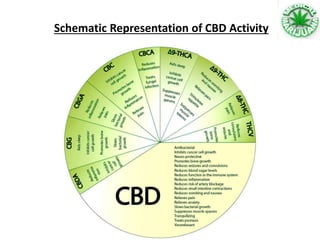 Schematic Representation of CBD Activity
 