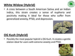 White Widow (Hybrid)
• A cross between a South American Sativa and an Indian
indica, this strain creates a sense of euphoria and
positivity making it ideal for those who suffer from
generalized anxiety, PTSD, and depression.
OG Kush (Hybrid)
• Possibly the most popular hybrid is OG Kush. It creates a gentle
elation ideal for users with extreme anxiety and PTSD.
 
