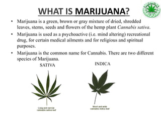 WHAT IS MARIJUANA?
• Marijuana is a green, brown or gray mixture of dried, shredded
leaves, stems, seeds and flowers of the hemp plant Cannabis sativa.
• Marijuana is used as a psychoactive (i.e. mind altering) recreational
drug, for certain medical ailments and for religious and spiritual
purposes.
• Marijuana is the common name for Cannabis. There are two different
species of Marijuana.
SATIVA INDICA
 