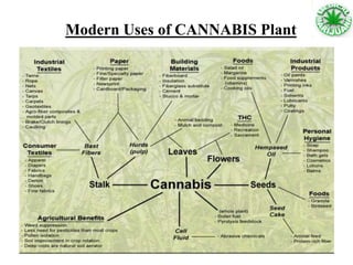 Modern Uses of CANNABIS Plant
 