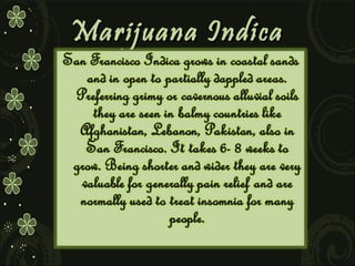Marijuana Indica

 