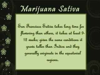 Marijuana Sativa

 