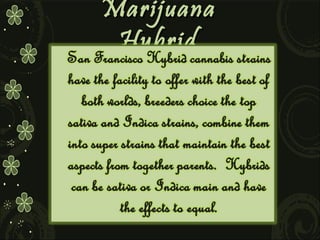 Marijuana
Hybrid

 