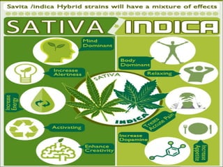 Medical Marijuana Hybrid In SF