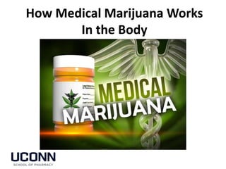 How Medical Marijuana Works
In the Body
 