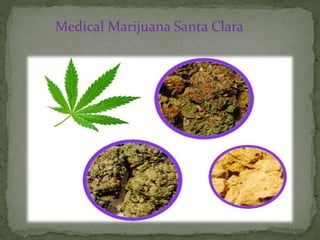 Medical Marijuana Santa Clara
 