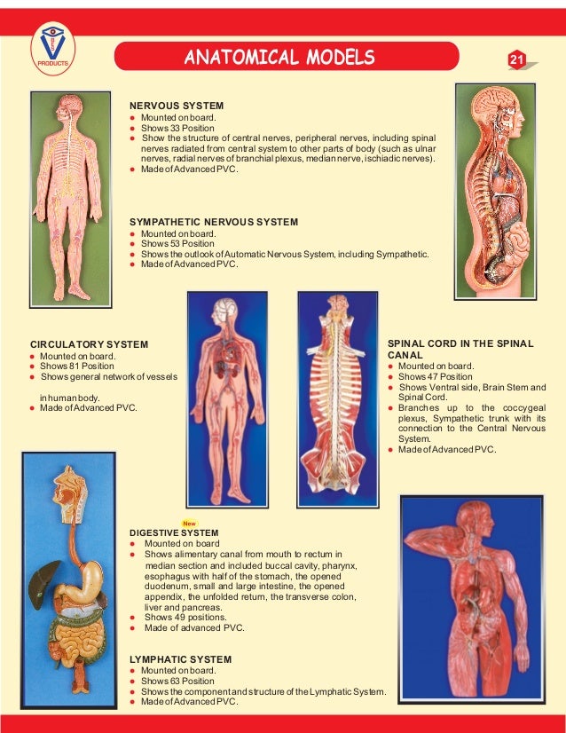 Medical models catalog Mauli 2017contact7020026669