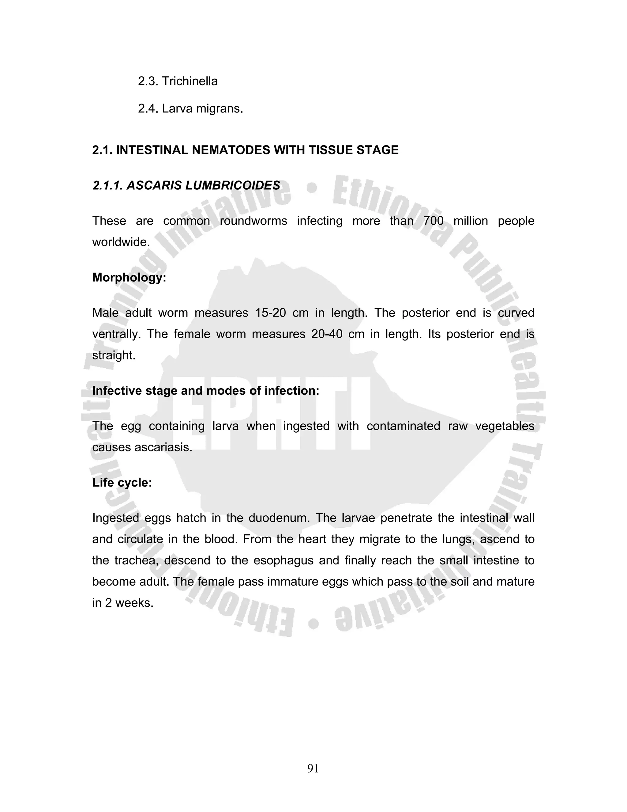 2.3. Trichinella

            2.4. Larva migrans.


2.1. INTESTINAL NEMATODES WITH TISSUE STAGE

2.1.1. ASCARIS LUMBRICOIDES

These are common roundworms infecting more than 700 million people
worldwide.

Morphology:

Male adult worm measures 15-20 cm in length. The posterior end is curved
ventrally. The female worm measures 20-40 cm in length. Its posterior end is
straight.

Infective stage and modes of infection:

The egg containing larva when ingested with contaminated raw vegetables
causes ascariasis.

Life cycle:

Ingested eggs hatch in the duodenum. The larvae penetrate the intestinal wall
and circulate in the blood. From the heart they migrate to the lungs, ascend to
the trachea, descend to the esophagus and finally reach the small intestine to
become adult. The female pass immature eggs which pass to the soil and mature
in 2 weeks.




                                      91
 