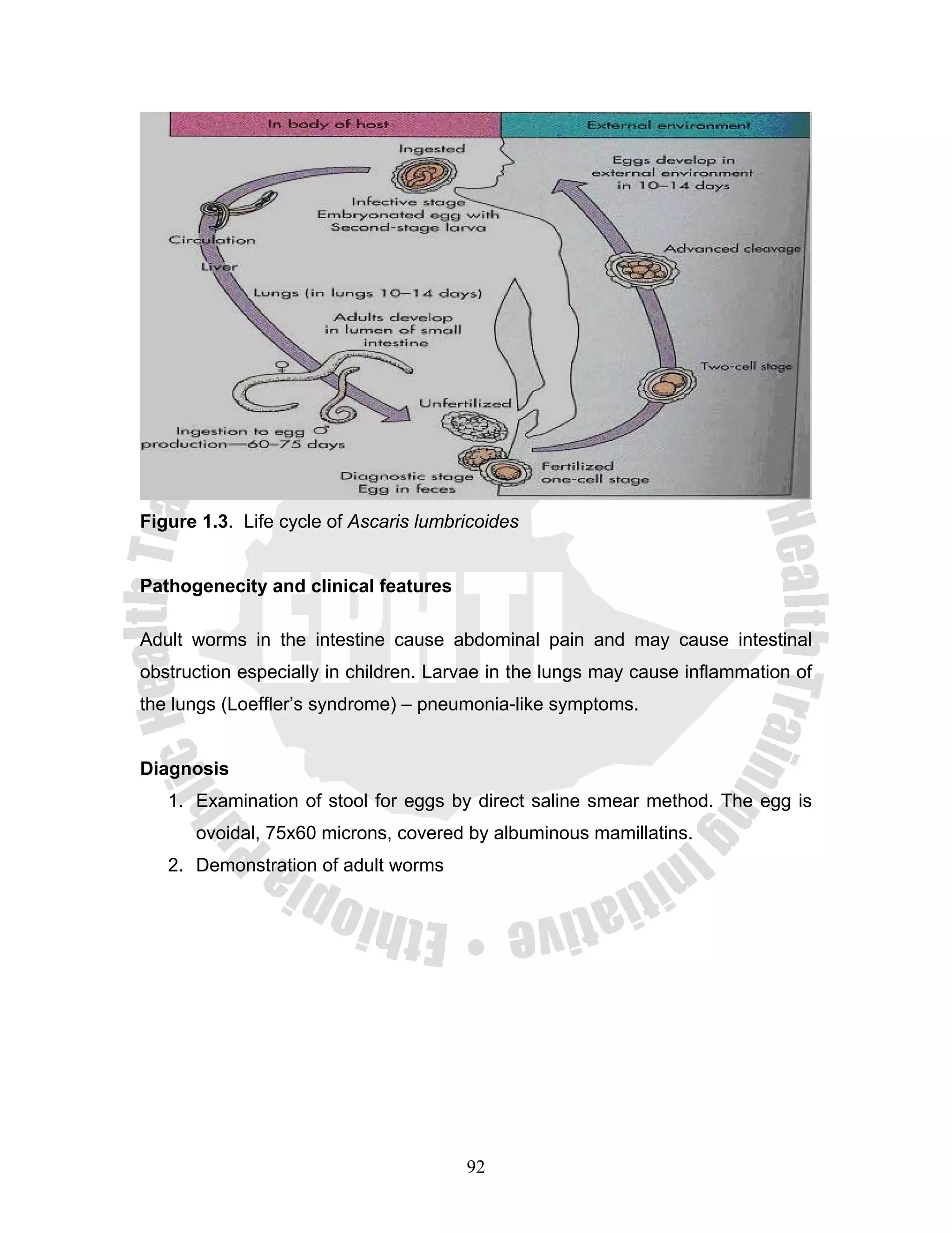 Figure 1.3. Life cycle of Ascaris lumbricoides


Pathogenecity and clinical features

Adult worms in the intestine cause abdominal pain and may cause intestinal
obstruction especially in children. Larvae in the lungs may cause inflammation of
the lungs (Loeffler’s syndrome) – pneumonia-like symptoms.


Diagnosis
   1. Examination of stool for eggs by direct saline smear method. The egg is
      ovoidal, 75x60 microns, covered by albuminous mamillatins.
   2. Demonstration of adult worms




                                       92
 
