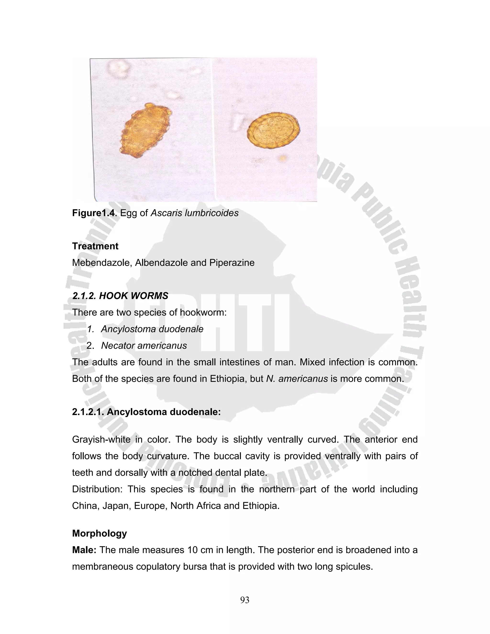 Figure1.4. Egg of Ascaris lumbricoides


Treatment
Mebendazole, Albendazole and Piperazine


2.1.2. HOOK WORMS
There are two species of hookworm:
   1. Ancylostoma duodenale
   2. Necator americanus
The adults are found in the small intestines of man. Mixed infection is common.
Both of the species are found in Ethiopia, but N. americanus is more common.


2.1.2.1. Ancylostoma duodenale:

Grayish-white in color. The body is slightly ventrally curved. The anterior end
follows the body curvature. The buccal cavity is provided ventrally with pairs of
teeth and dorsally with a notched dental plate.
Distribution: This species is found in the northern part of the world including
China, Japan, Europe, North Africa and Ethiopia.

Morphology
Male: The male measures 10 cm in length. The posterior end is broadened into a
membraneous copulatory bursa that is provided with two long spicules.


                                         93
 