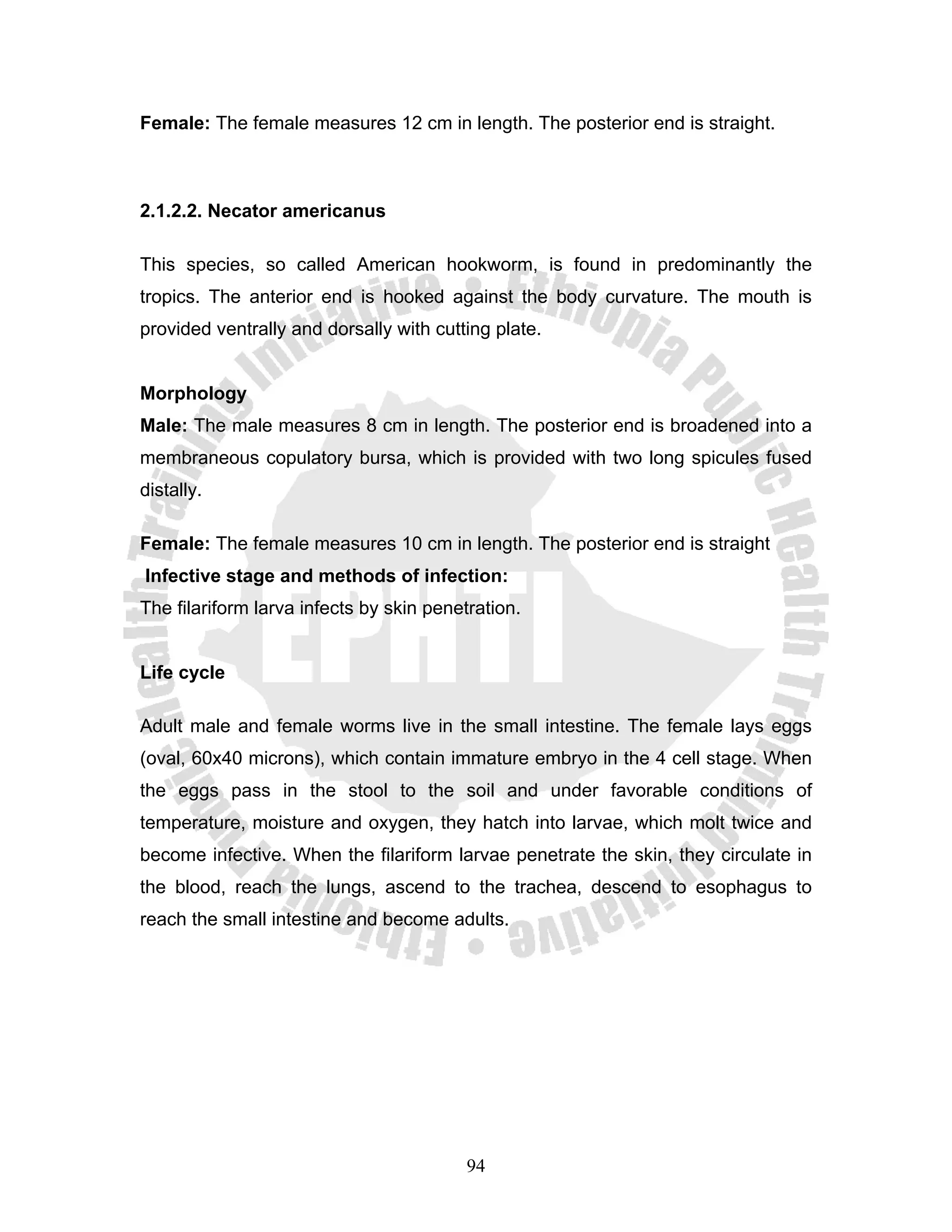 Female: The female measures 12 cm in length. The posterior end is straight.



2.1.2.2. Necator americanus

This species, so called American hookworm, is found in predominantly the
tropics. The anterior end is hooked against the body curvature. The mouth is
provided ventrally and dorsally with cutting plate.


Morphology
Male: The male measures 8 cm in length. The posterior end is broadened into a
membraneous copulatory bursa, which is provided with two long spicules fused
distally.

Female: The female measures 10 cm in length. The posterior end is straight
Infective stage and methods of infection:
The filariform larva infects by skin penetration.


Life cycle

Adult male and female worms live in the small intestine. The female lays eggs
(oval, 60x40 microns), which contain immature embryo in the 4 cell stage. When
the eggs pass in the stool to the soil and under favorable conditions of
temperature, moisture and oxygen, they hatch into larvae, which molt twice and
become infective. When the filariform larvae penetrate the skin, they circulate in
the blood, reach the lungs, ascend to the trachea, descend to esophagus to
reach the small intestine and become adults.




                                          94
 