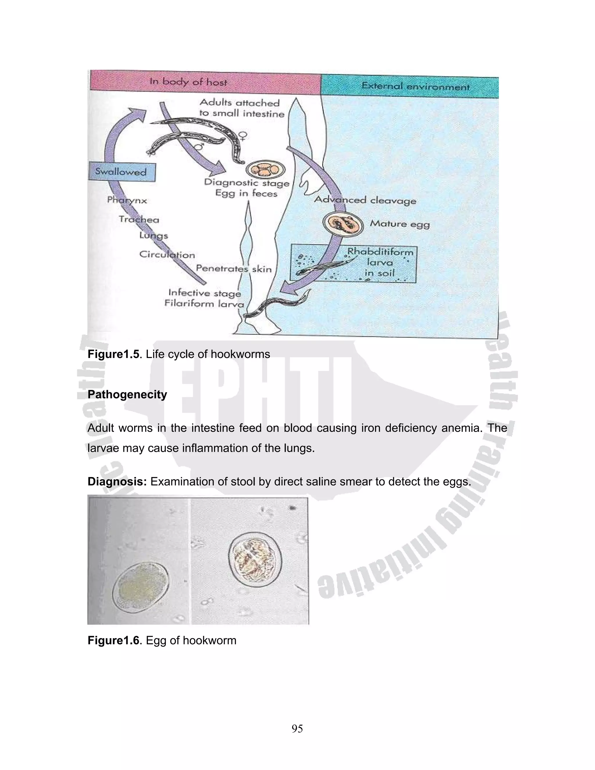 Figure1.5. Life cycle of hookworms


Pathogenecity

Adult worms in the intestine feed on blood causing iron deficiency anemia. The
larvae may cause inflammation of the lungs.

Diagnosis: Examination of stool by direct saline smear to detect the eggs.




Figure1.6. Egg of hookworm




                                       95
 