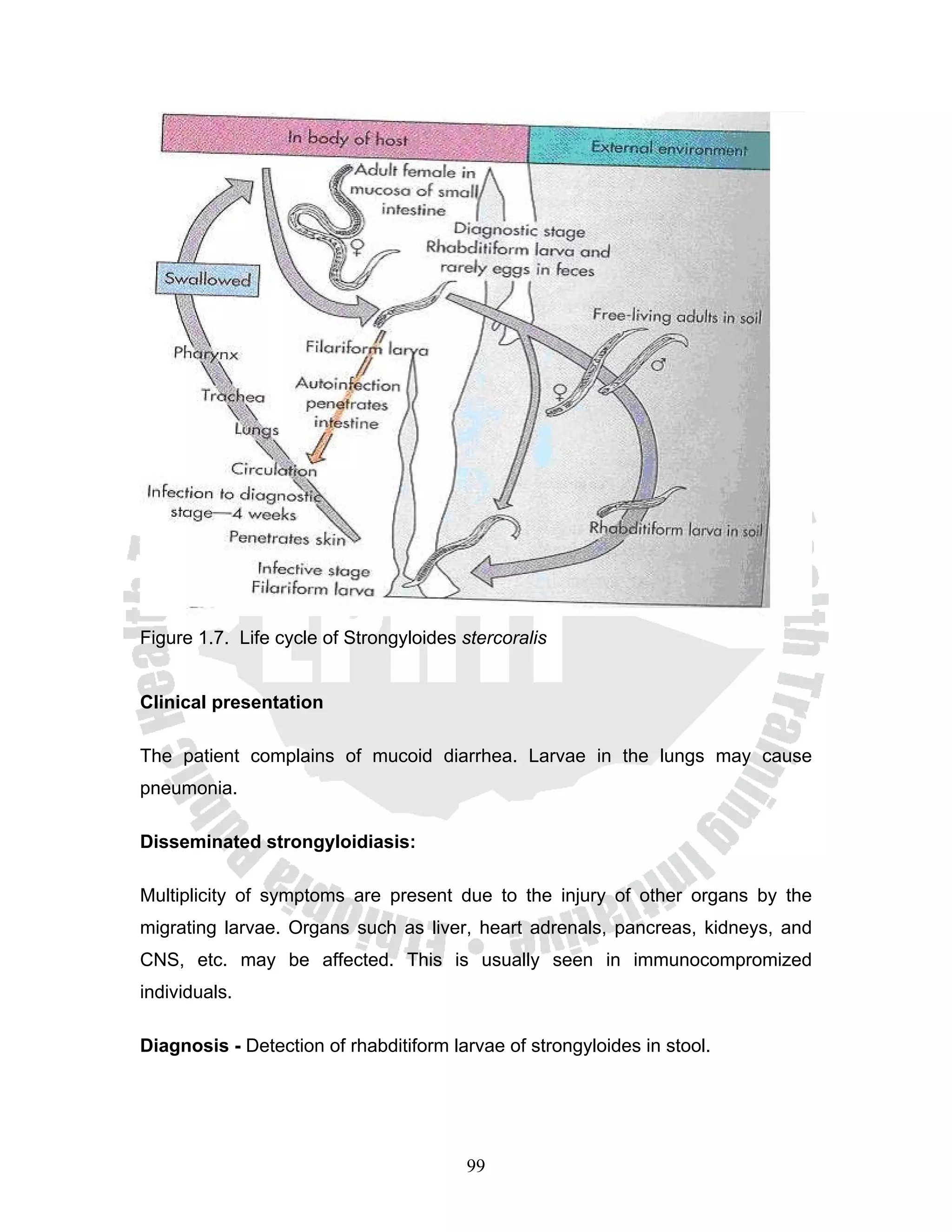 Figure 1.7. Life cycle of Strongyloides stercoralis


Clinical presentation

The patient complains of mucoid diarrhea. Larvae in the lungs may cause
pneumonia.

Disseminated strongyloidiasis:

Multiplicity of symptoms are present due to the injury of other organs by the
migrating larvae. Organs such as liver, heart adrenals, pancreas, kidneys, and
CNS, etc. may be affected. This is usually seen in immunocompromized
individuals.

Diagnosis - Detection of rhabditiform larvae of strongyloides in stool.




                                        99
 