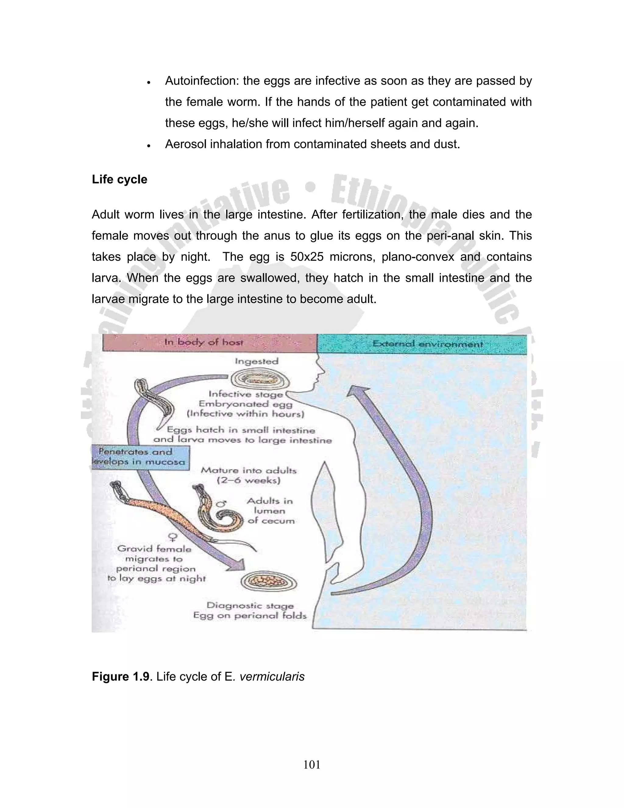 •   Autoinfection: the eggs are infective as soon as they are passed by
              the female worm. If the hands of the patient get contaminated with
              these eggs, he/she will infect him/herself again and again.
          •   Aerosol inhalation from contaminated sheets and dust.

Life cycle

Adult worm lives in the large intestine. After fertilization, the male dies and the
female moves out through the anus to glue its eggs on the peri-anal skin. This
takes place by night. The egg is 50x25 microns, plano-convex and contains
larva. When the eggs are swallowed, they hatch in the small intestine and the
larvae migrate to the large intestine to become adult.




Figure 1.9. Life cycle of E. vermicularis




                                        101
 