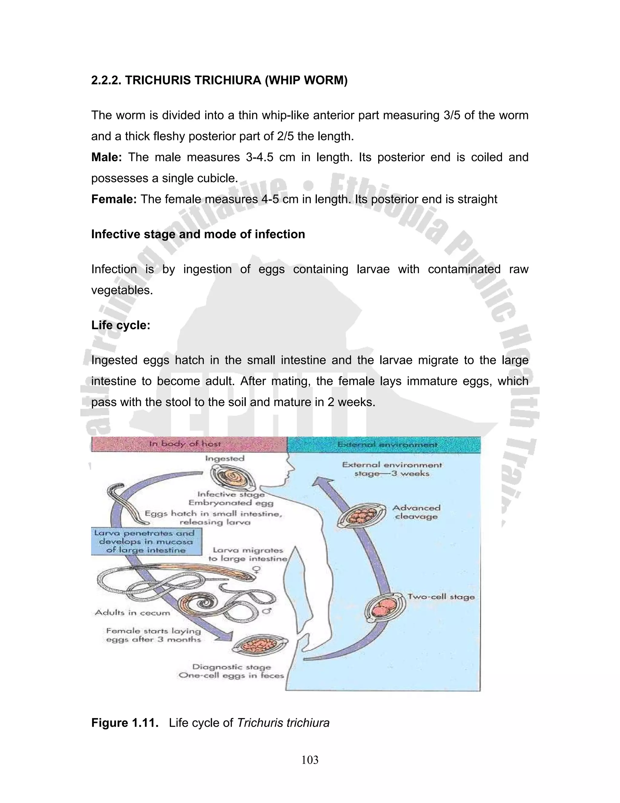 2.2.2. TRICHURIS TRICHIURA (WHIP WORM)

The worm is divided into a thin whip-like anterior part measuring 3/5 of the worm
and a thick fleshy posterior part of 2/5 the length.
Male: The male measures 3-4.5 cm in length. Its posterior end is coiled and
possesses a single cubicle.
Female: The female measures 4-5 cm in length. Its posterior end is straight

Infective stage and mode of infection

Infection is by ingestion of eggs containing larvae with contaminated raw
vegetables.

Life cycle:

Ingested eggs hatch in the small intestine and the larvae migrate to the large
intestine to become adult. After mating, the female lays immature eggs, which
pass with the stool to the soil and mature in 2 weeks.




Figure 1.11. Life cycle of Trichuris trichiura


                                         103
 