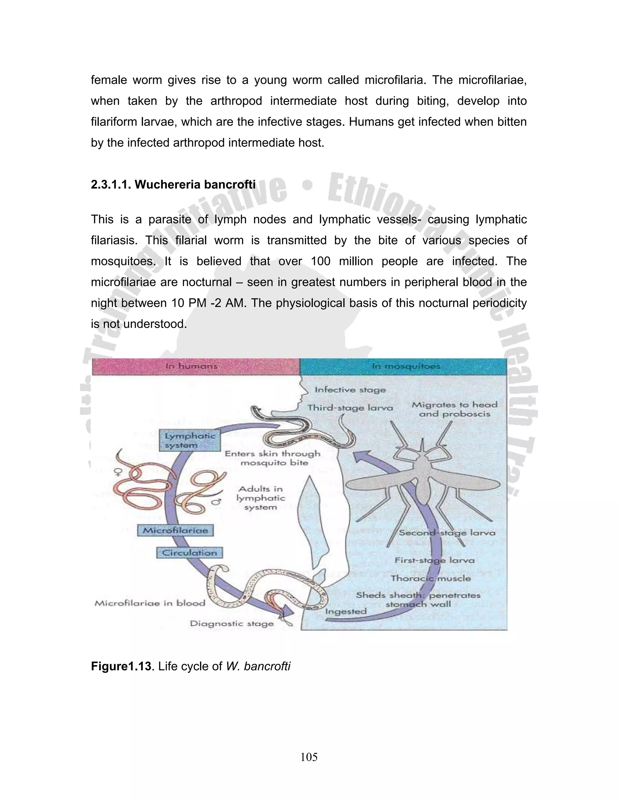 female worm gives rise to a young worm called microfilaria. The microfilariae,
when taken by the arthropod intermediate host during biting, develop into
filariform larvae, which are the infective stages. Humans get infected when bitten
by the infected arthropod intermediate host.


2.3.1.1. Wuchereria bancrofti

This is a parasite of lymph nodes and lymphatic vessels- causing lymphatic
filariasis. This filarial worm is transmitted by the bite of various species of
mosquitoes. It is believed that over 100 million people are infected. The
microfilariae are nocturnal – seen in greatest numbers in peripheral blood in the
night between 10 PM -2 AM. The physiological basis of this nocturnal periodicity
is not understood.




Figure1.13. Life cycle of W. bancrofti




                                         105
 