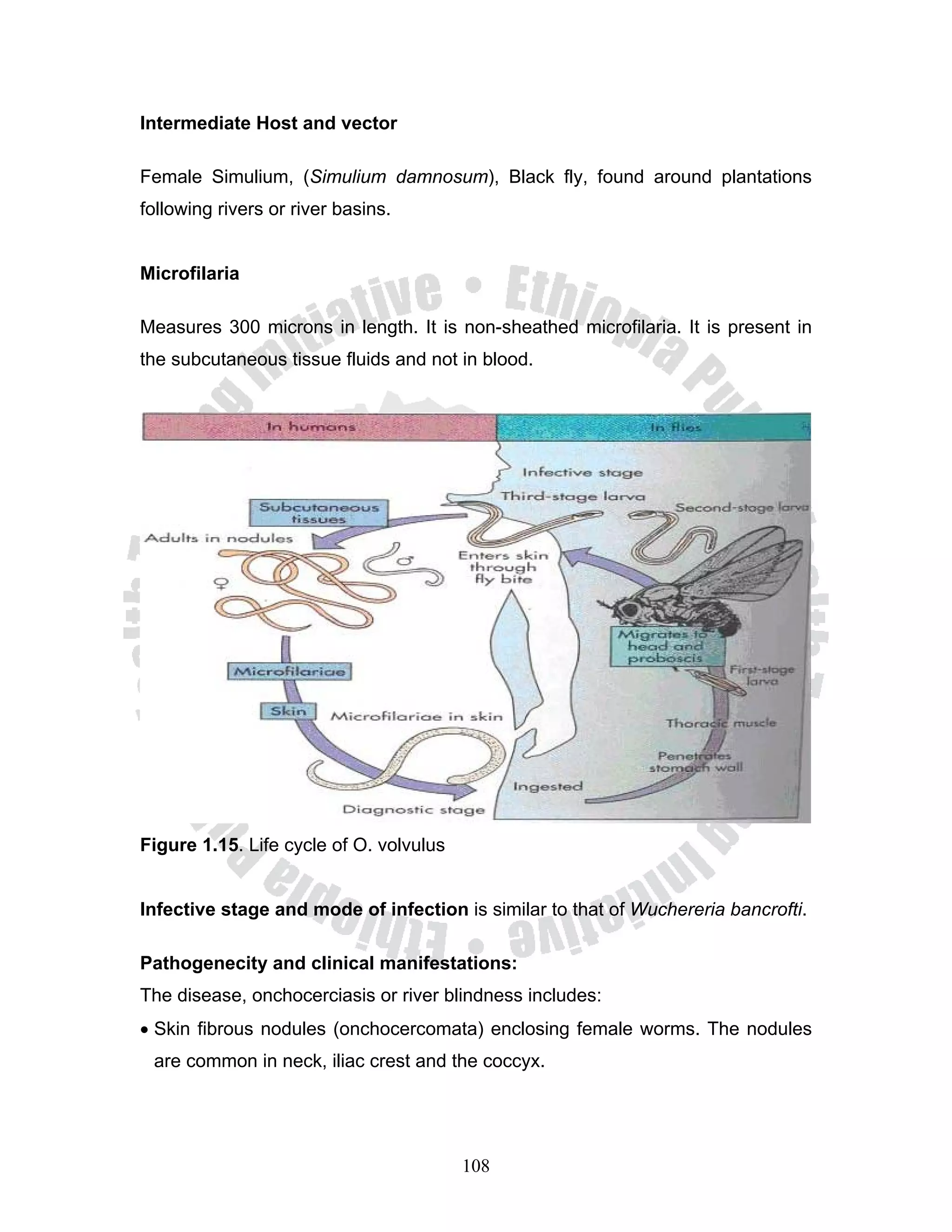 Intermediate Host and vector

Female Simulium, (Simulium damnosum), Black fly, found around plantations
following rivers or river basins.


Microfilaria

Measures 300 microns in length. It is non-sheathed microfilaria. It is present in
the subcutaneous tissue fluids and not in blood.




Figure 1.15. Life cycle of O. volvulus


Infective stage and mode of infection is similar to that of Wuchereria bancrofti.

Pathogenecity and clinical manifestations:
The disease, onchocerciasis or river blindness includes:
• Skin fibrous nodules (onchocercomata) enclosing female worms. The nodules
 are common in neck, iliac crest and the coccyx.




                                         108
 