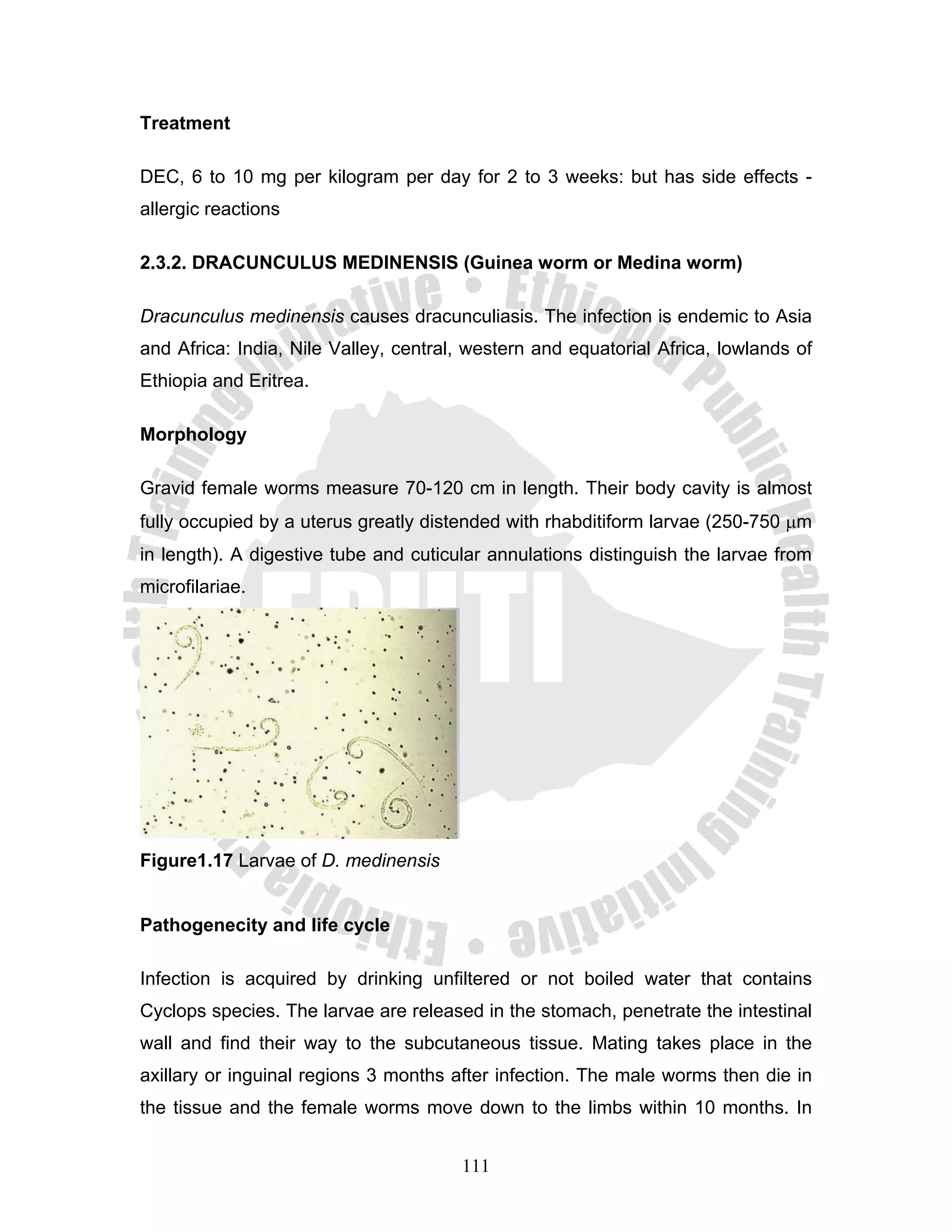 Treatment

DEC, 6 to 10 mg per kilogram per day for 2 to 3 weeks: but has side effects -
allergic reactions

2.3.2. DRACUNCULUS MEDINENSIS (Guinea worm or Medina worm)

Dracunculus medinensis causes dracunculiasis. The infection is endemic to Asia
and Africa: India, Nile Valley, central, western and equatorial Africa, lowlands of
Ethiopia and Eritrea.

Morphology

Gravid female worms measure 70-120 cm in length. Their body cavity is almost
fully occupied by a uterus greatly distended with rhabditiform larvae (250-750 μm
in length). A digestive tube and cuticular annulations distinguish the larvae from
microfilariae.




Figure1.17 Larvae of D. medinensis


Pathogenecity and life cycle

Infection is acquired by drinking unfiltered or not boiled water that contains
Cyclops species. The larvae are released in the stomach, penetrate the intestinal
wall and find their way to the subcutaneous tissue. Mating takes place in the
axillary or inguinal regions 3 months after infection. The male worms then die in
the tissue and the female worms move down to the limbs within 10 months. In


                                       111
 