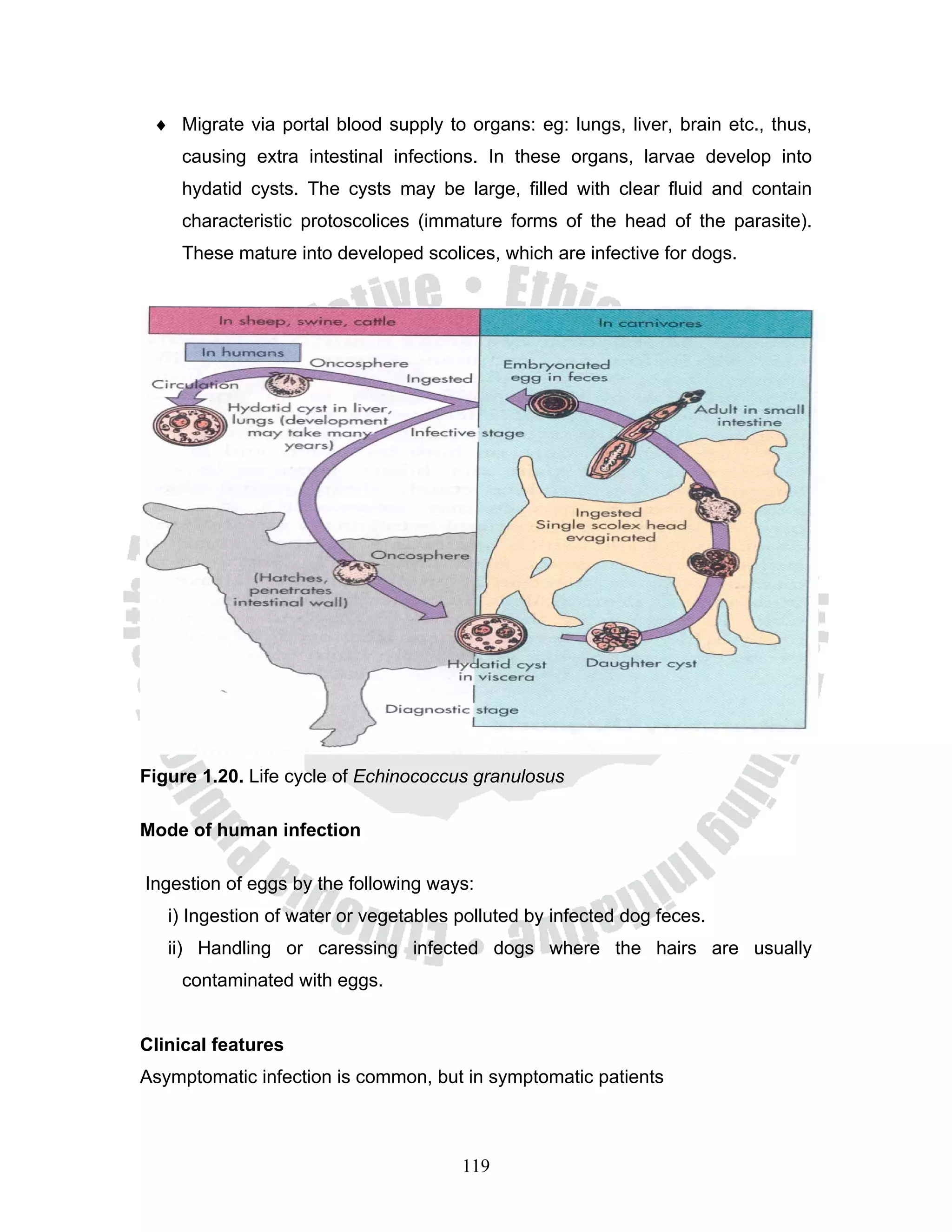 ♦ Migrate via portal blood supply to organs: eg: lungs, liver, brain etc., thus,
    causing extra intestinal infections. In these organs, larvae develop into
    hydatid cysts. The cysts may be large, filled with clear fluid and contain
    characteristic protoscolices (immature forms of the head of the parasite).
    These mature into developed scolices, which are infective for dogs.




Figure 1.20. Life cycle of Echinococcus granulosus

Mode of human infection

Ingestion of eggs by the following ways:
   i) Ingestion of water or vegetables polluted by infected dog feces.
   ii) Handling or caressing infected dogs where the hairs are usually
    contaminated with eggs.


Clinical features
Asymptomatic infection is common, but in symptomatic patients



                                       119
 
