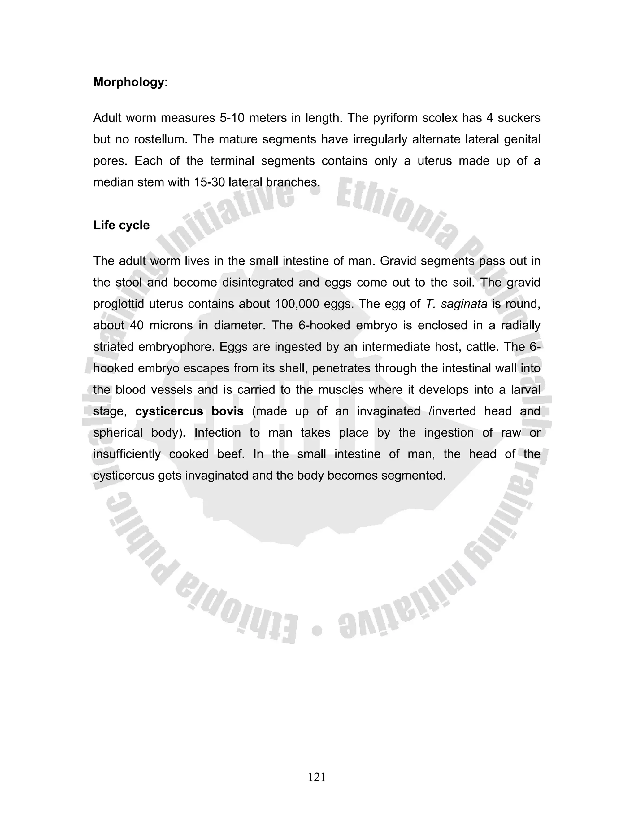 Morphology:

Adult worm measures 5-10 meters in length. The pyriform scolex has 4 suckers
but no rostellum. The mature segments have irregularly alternate lateral genital
pores. Each of the terminal segments contains only a uterus made up of a
median stem with 15-30 lateral branches.


Life cycle

The adult worm lives in the small intestine of man. Gravid segments pass out in
the stool and become disintegrated and eggs come out to the soil. The gravid
proglottid uterus contains about 100,000 eggs. The egg of T. saginata is round,
about 40 microns in diameter. The 6-hooked embryo is enclosed in a radially
striated embryophore. Eggs are ingested by an intermediate host, cattle. The 6-
hooked embryo escapes from its shell, penetrates through the intestinal wall into
the blood vessels and is carried to the muscles where it develops into a larval
stage, cysticercus bovis (made up of an invaginated /inverted head and
spherical body). Infection to man takes place by the ingestion of raw or
insufficiently cooked beef. In the small intestine of man, the head of the
cysticercus gets invaginated and the body becomes segmented.




                                      121
 