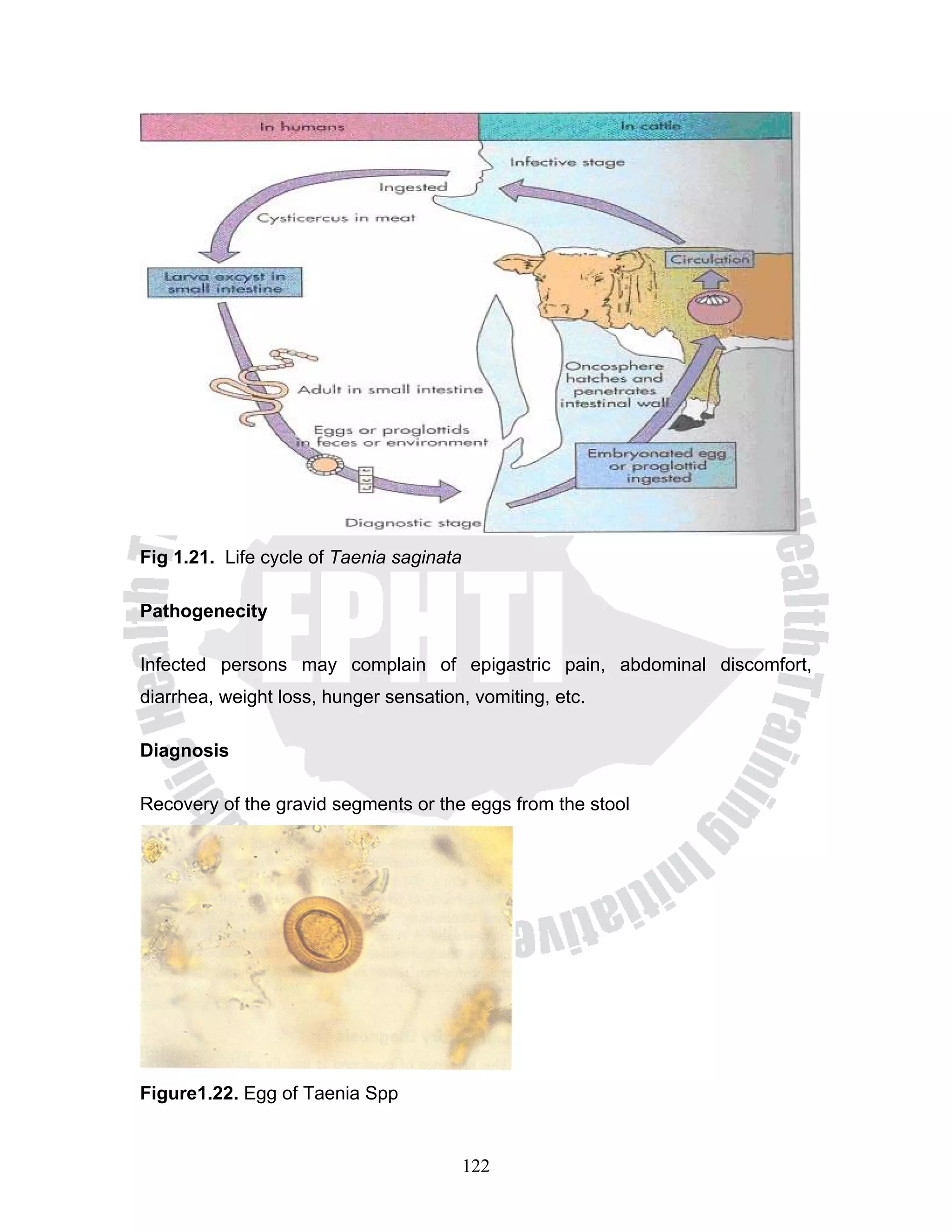 Fig 1.21. Life cycle of Taenia saginata

Pathogenecity

Infected persons may complain of epigastric pain, abdominal discomfort,
diarrhea, weight loss, hunger sensation, vomiting, etc.

Diagnosis

Recovery of the gravid segments or the eggs from the stool




Figure1.22. Egg of Taenia Spp


                                          122
 