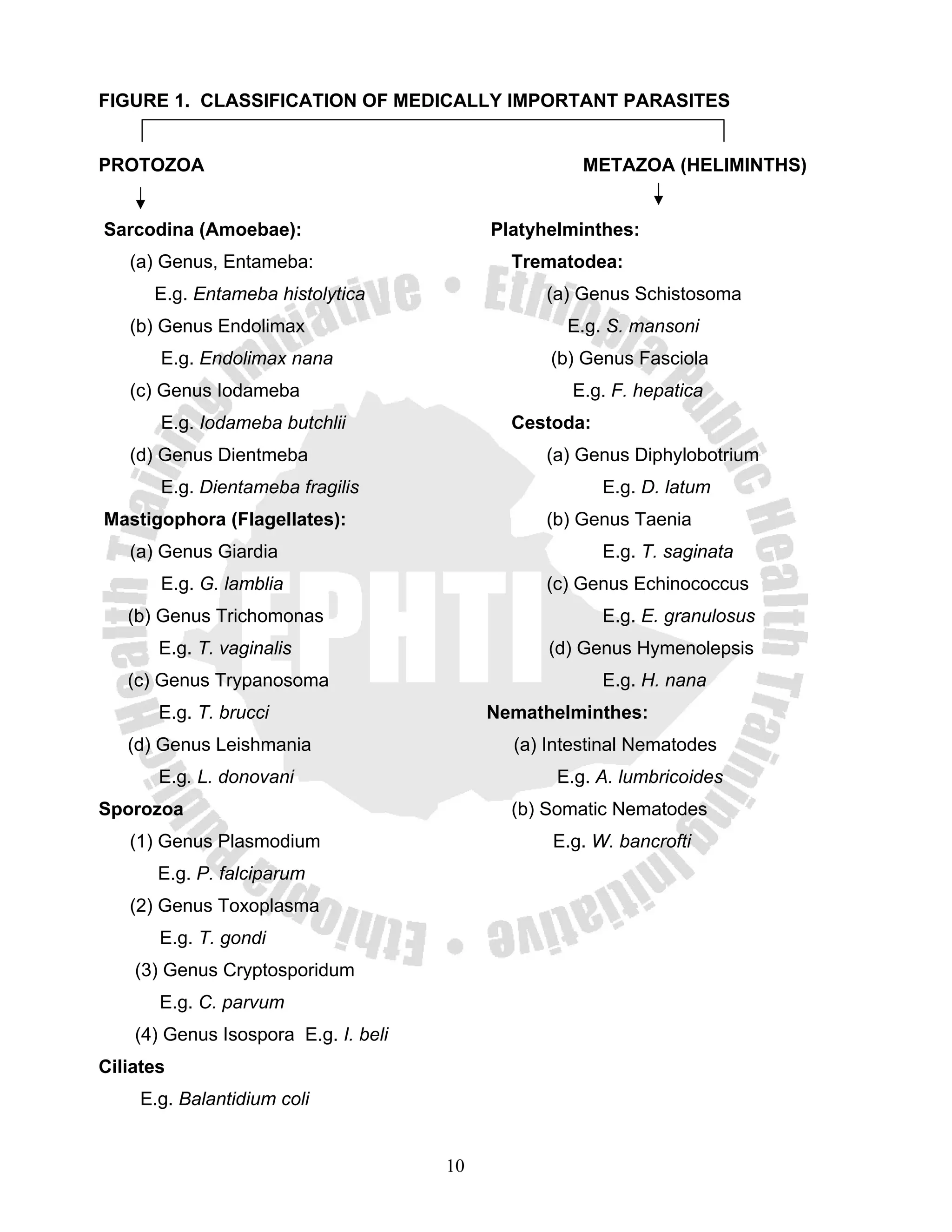 FIGURE 1. CLASSIFICATION OF MEDICALLY IMPORTANT PARASITES


PROTOZOA                                             METAZOA (HELIMINTHS)


Sarcodina (Amoebae):                       Platyhelminthes:
   (a) Genus, Entameba:                      Trematodea:
      E.g. Entameba histolytica                 (a) Genus Schistosoma
   (b) Genus Endolimax                             E.g. S. mansoni
       E.g. Endolimax nana                       (b) Genus Fasciola
   (c) Genus Iodameba                              E.g. F. hepatica
       E.g. Iodameba butchlii                Cestoda:
   (d) Genus Dientmeba                          (a) Genus Diphylobotrium
       E.g. Dientameba fragilis                         E.g. D. latum
Mastigophora (Flagellates):                     (b) Genus Taenia
   (a) Genus Giardia                                    E.g. T. saginata
       E.g. G. lamblia                          (c) Genus Echinococcus
   (b) Genus Trichomonas                                E.g. E. granulosus
       E.g. T. vaginalis                         (d) Genus Hymenolepsis
   (c) Genus Trypanosoma                                E.g. H. nana
       E.g. T. brucci                      Nemathelminthes:
   (d) Genus Leishmania                      (a) Intestinal Nematodes
       E.g. L. donovani                           E.g. A. lumbricoides
Sporozoa                                     (b) Somatic Nematodes
   (1) Genus Plasmodium                          E.g. W. bancrofti
       E.g. P. falciparum
   (2) Genus Toxoplasma
       E.g. T. gondi
    (3) Genus Cryptosporidum
       E.g. C. parvum
    (4) Genus Isospora E.g. I. beli
Ciliates
     E.g. Balantidium coli


                                      10
 