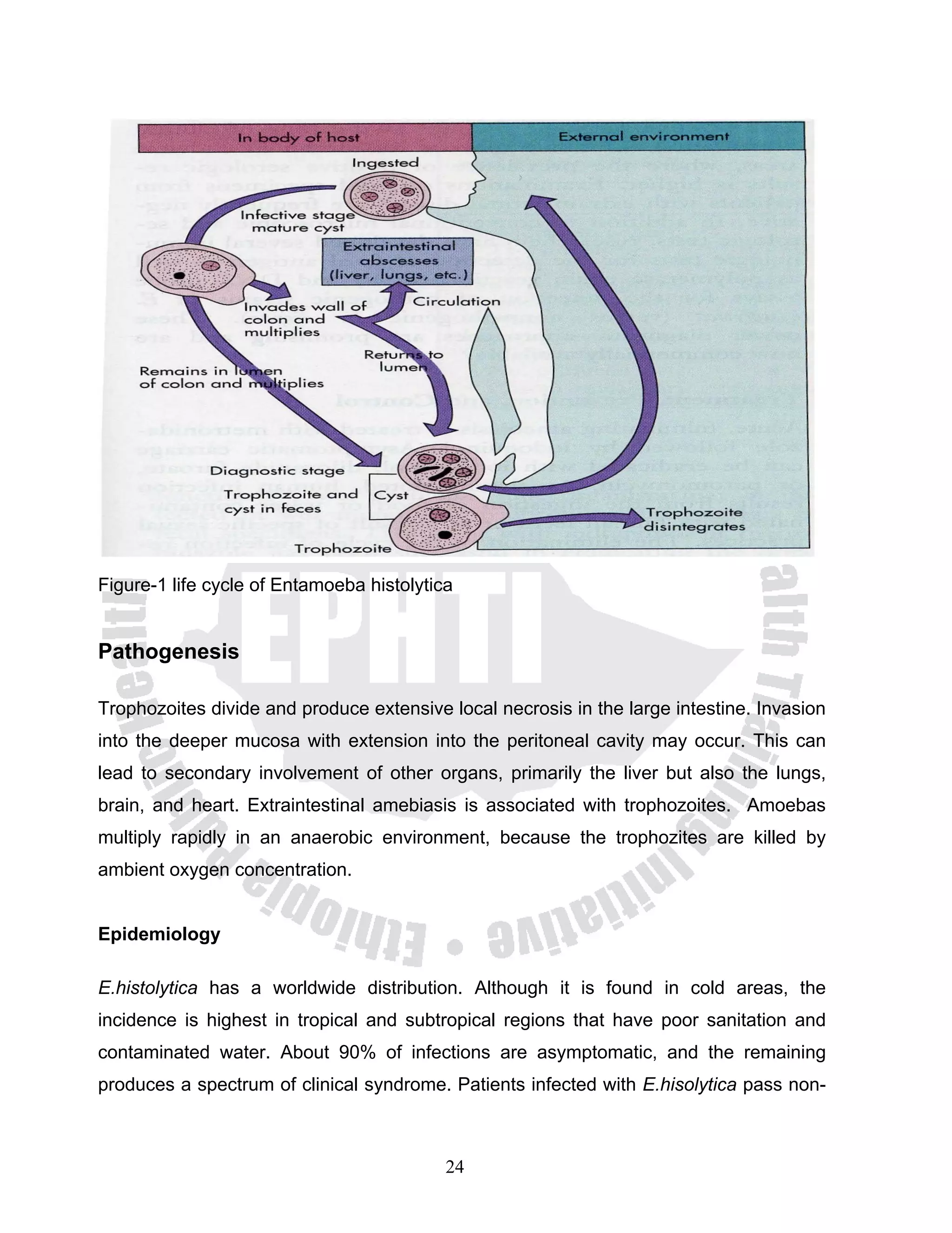 Figure-1 life cycle of Entamoeba histolytica


Pathogenesis

Trophozoites divide and produce extensive local necrosis in the large intestine. Invasion
into the deeper mucosa with extension into the peritoneal cavity may occur. This can
lead to secondary involvement of other organs, primarily the liver but also the lungs,
brain, and heart. Extraintestinal amebiasis is associated with trophozoites. Amoebas
multiply rapidly in an anaerobic environment, because the trophozites are killed by
ambient oxygen concentration.


Epidemiology

E.histolytica has a worldwide distribution. Although it is found in cold areas, the
incidence is highest in tropical and subtropical regions that have poor sanitation and
contaminated water. About 90% of infections are asymptomatic, and the remaining
produces a spectrum of clinical syndrome. Patients infected with E.hisolytica pass non-



                                           24
 