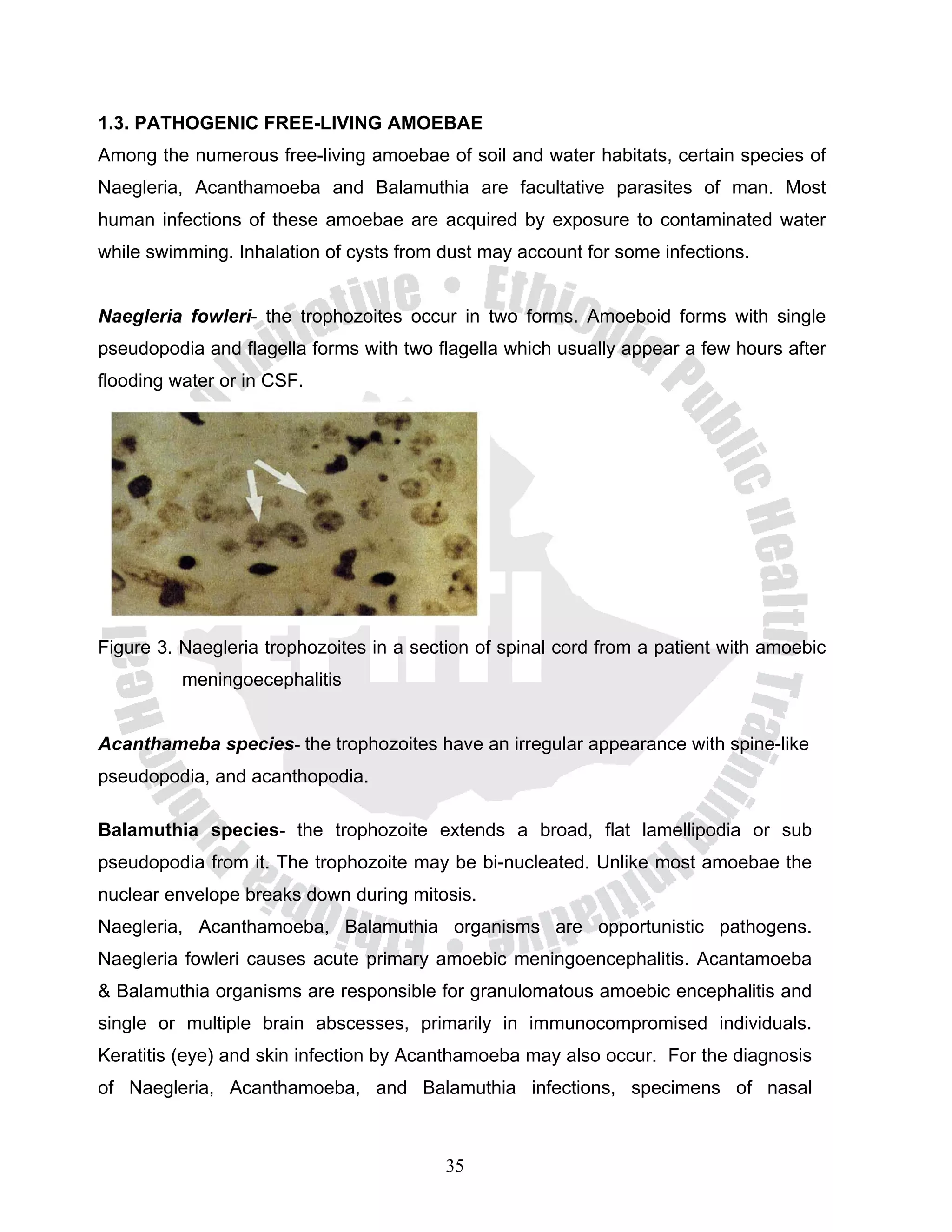 1.3. PATHOGENIC FREE-LIVING AMOEBAE
Among the numerous free-living amoebae of soil and water habitats, certain species of
Naegleria, Acanthamoeba and Balamuthia are facultative parasites of man. Most
human infections of these amoebae are acquired by exposure to contaminated water
while swimming. Inhalation of cysts from dust may account for some infections.


Naegleria fowleri- the trophozoites occur in two forms. Amoeboid forms with single
pseudopodia and flagella forms with two flagella which usually appear a few hours after
flooding water or in CSF.




Figure 3. Naegleria trophozoites in a section of spinal cord from a patient with amoebic
          meningoecephalitis


Acanthameba species- the trophozoites have an irregular appearance with spine-like
pseudopodia, and acanthopodia.

Balamuthia species- the trophozoite extends a broad, flat lamellipodia or sub
pseudopodia from it. The trophozoite may be bi-nucleated. Unlike most amoebae the
nuclear envelope breaks down during mitosis.
Naegleria, Acanthamoeba, Balamuthia organisms are opportunistic pathogens.
Naegleria fowleri causes acute primary amoebic meningoencephalitis. Acantamoeba
& Balamuthia organisms are responsible for granulomatous amoebic encephalitis and
single or multiple brain abscesses, primarily in immunocompromised individuals.
Keratitis (eye) and skin infection by Acanthamoeba may also occur. For the diagnosis
of Naegleria, Acanthamoeba, and Balamuthia infections, specimens of nasal



                                          35
 