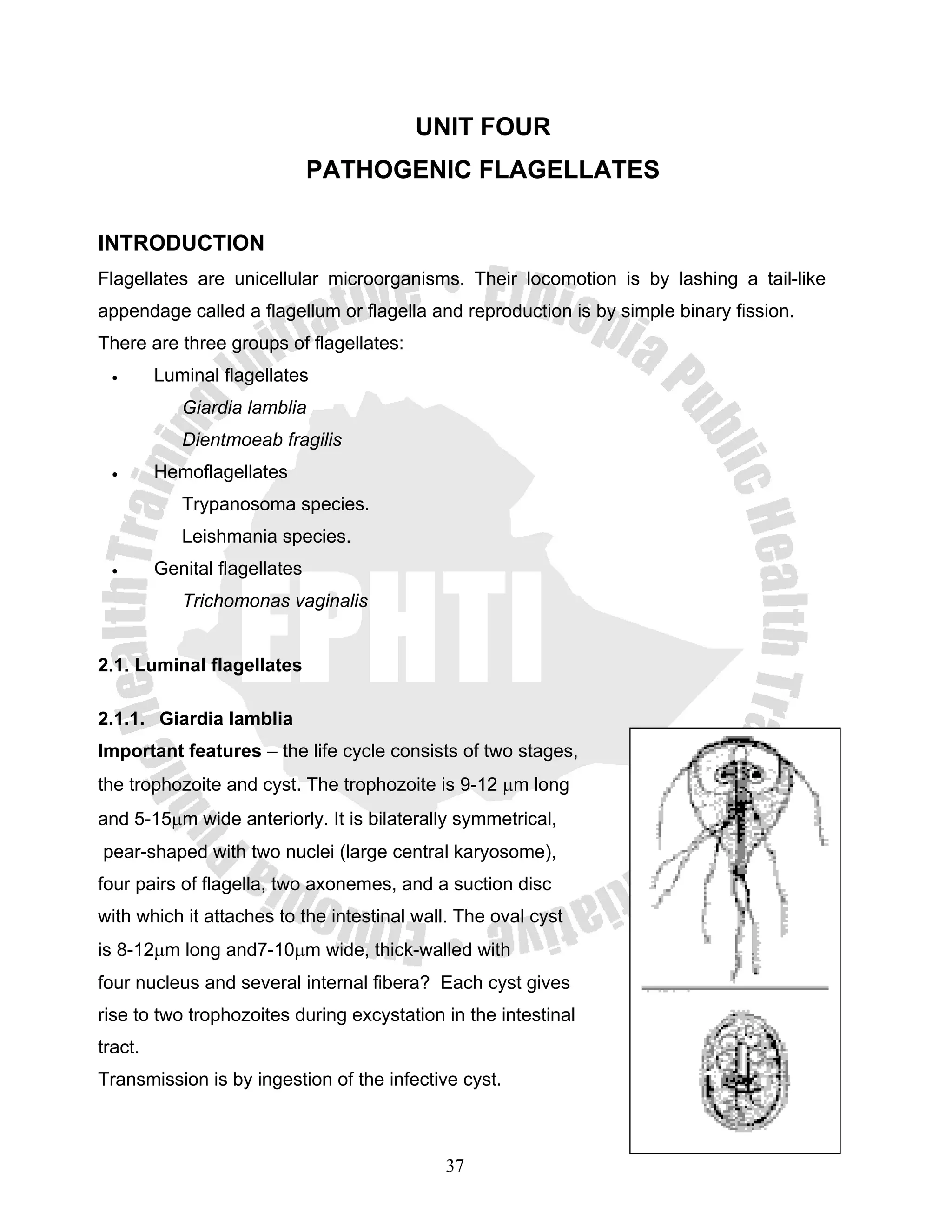 UNIT FOUR
                               PATHOGENIC FLAGELLATES

INTRODUCTION
Flagellates are unicellular microorganisms. Their locomotion is by lashing a tail-like
appendage called a flagellum or flagella and reproduction is by simple binary fission.
There are three groups of flagellates:
  •      Luminal flagellates
            Giardia lamblia
            Dientmoeab fragilis
  •      Hemoflagellates
            Trypanosoma species.
            Leishmania species.
  •      Genital flagellates
            Trichomonas vaginalis


2.1. Luminal flagellates

2.1.1. Giardia lamblia
Important features – the life cycle consists of two stages,
the trophozoite and cyst. The trophozoite is 9-12 μm long
and 5-15μm wide anteriorly. It is bilaterally symmetrical,
pear-shaped with two nuclei (large central karyosome),
four pairs of flagella, two axonemes, and a suction disc
with which it attaches to the intestinal wall. The oval cyst
is 8-12μm long and7-10μm wide, thick-walled with
four nucleus and several internal fibera? Each cyst gives
rise to two trophozoites during excystation in the intestinal
tract.
Transmission is by ingestion of the infective cyst.



                                            37
 
