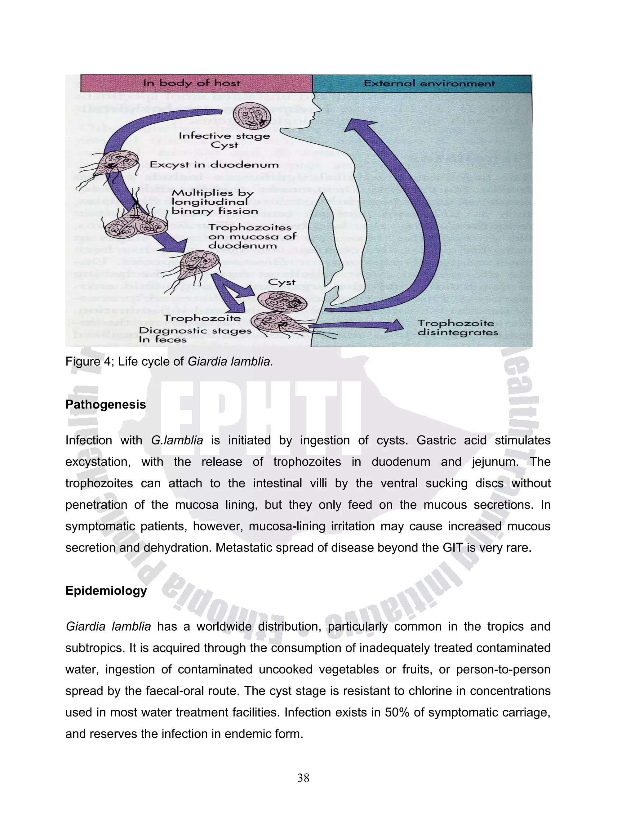 Figure 4; Life cycle of Giardia lamblia.


Pathogenesis

Infection with G.lamblia is initiated by ingestion of cysts. Gastric acid stimulates
excystation, with the release of trophozoites in duodenum and jejunum. The
trophozoites can attach to the intestinal villi by the ventral sucking discs without
penetration of the mucosa lining, but they only feed on the mucous secretions. In
symptomatic patients, however, mucosa-lining irritation may cause increased mucous
secretion and dehydration. Metastatic spread of disease beyond the GIT is very rare.


Epidemiology

Giardia lamblia has a worldwide distribution, particularly common in the tropics and
subtropics. It is acquired through the consumption of inadequately treated contaminated
water, ingestion of contaminated uncooked vegetables or fruits, or person-to-person
spread by the faecal-oral route. The cyst stage is resistant to chlorine in concentrations
used in most water treatment facilities. Infection exists in 50% of symptomatic carriage,
and reserves the infection in endemic form.


                                           38
 
