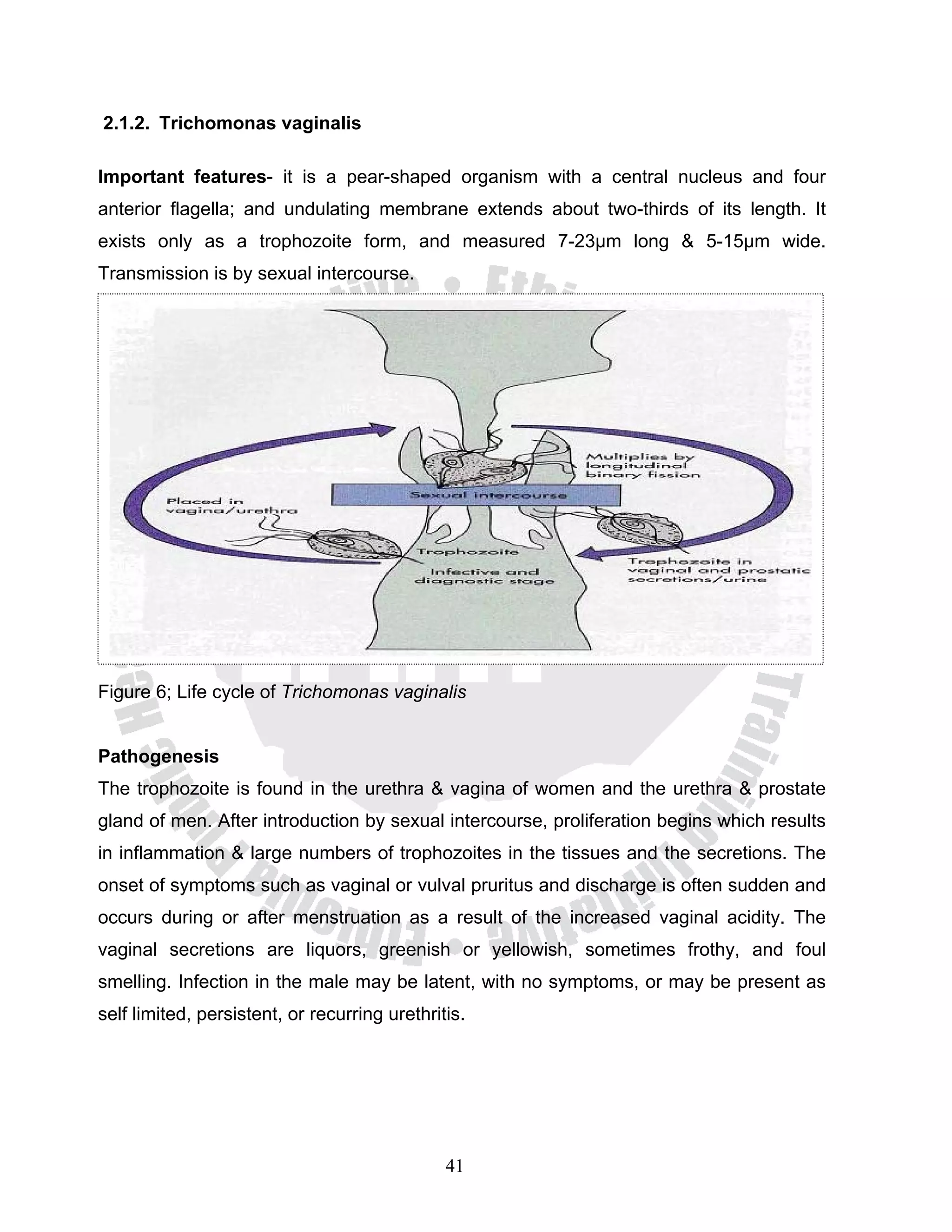 2.1.2. Trichomonas vaginalis

Important features- it is a pear-shaped organism with a central nucleus and four
anterior flagella; and undulating membrane extends about two-thirds of its length. It
exists only as a trophozoite form, and measured 7-23μm long & 5-15μm wide.
Transmission is by sexual intercourse.




Figure 6; Life cycle of Trichomonas vaginalis


Pathogenesis
The trophozoite is found in the urethra & vagina of women and the urethra & prostate
gland of men. After introduction by sexual intercourse, proliferation begins which results
in inflammation & large numbers of trophozoites in the tissues and the secretions. The
onset of symptoms such as vaginal or vulval pruritus and discharge is often sudden and
occurs during or after menstruation as a result of the increased vaginal acidity. The
vaginal secretions are liquors, greenish or yellowish, sometimes frothy, and foul
smelling. Infection in the male may be latent, with no symptoms, or may be present as
self limited, persistent, or recurring urethritis.




                                               41
 