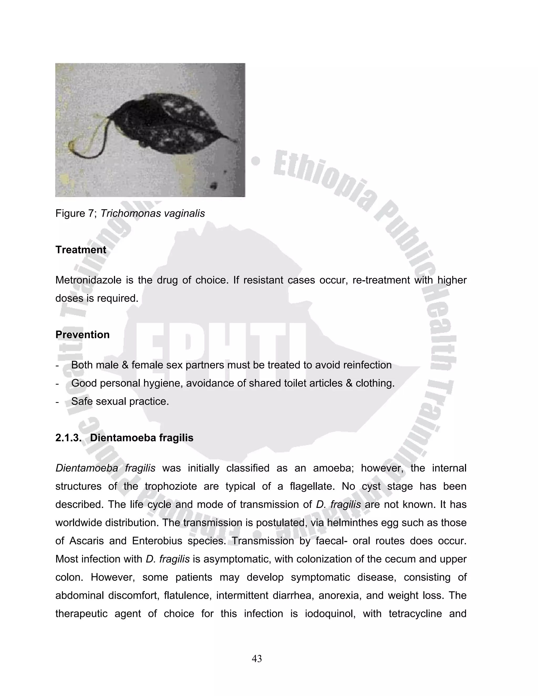 Figure 7; Trichomonas vaginalis


Treatment

Metronidazole is the drug of choice. If resistant cases occur, re-treatment with higher
doses is required.


Prevention

-   Both male & female sex partners must be treated to avoid reinfection
-   Good personal hygiene, avoidance of shared toilet articles & clothing.
-   Safe sexual practice.


2.1.3. Dientamoeba fragilis

Dientamoeba fragilis was initially classified as an amoeba; however, the internal
structures of the trophoziote are typical of a flagellate. No cyst stage has been
described. The life cycle and mode of transmission of D. fragilis are not known. It has
worldwide distribution. The transmission is postulated, via helminthes egg such as those
of Ascaris and Enterobius species. Transmission by faecal- oral routes does occur.
Most infection with D. fragilis is asymptomatic, with colonization of the cecum and upper
colon. However, some patients may develop symptomatic disease, consisting of
abdominal discomfort, flatulence, intermittent diarrhea, anorexia, and weight loss. The
therapeutic agent of choice for this infection is iodoquinol, with tetracycline and



                                           43
 