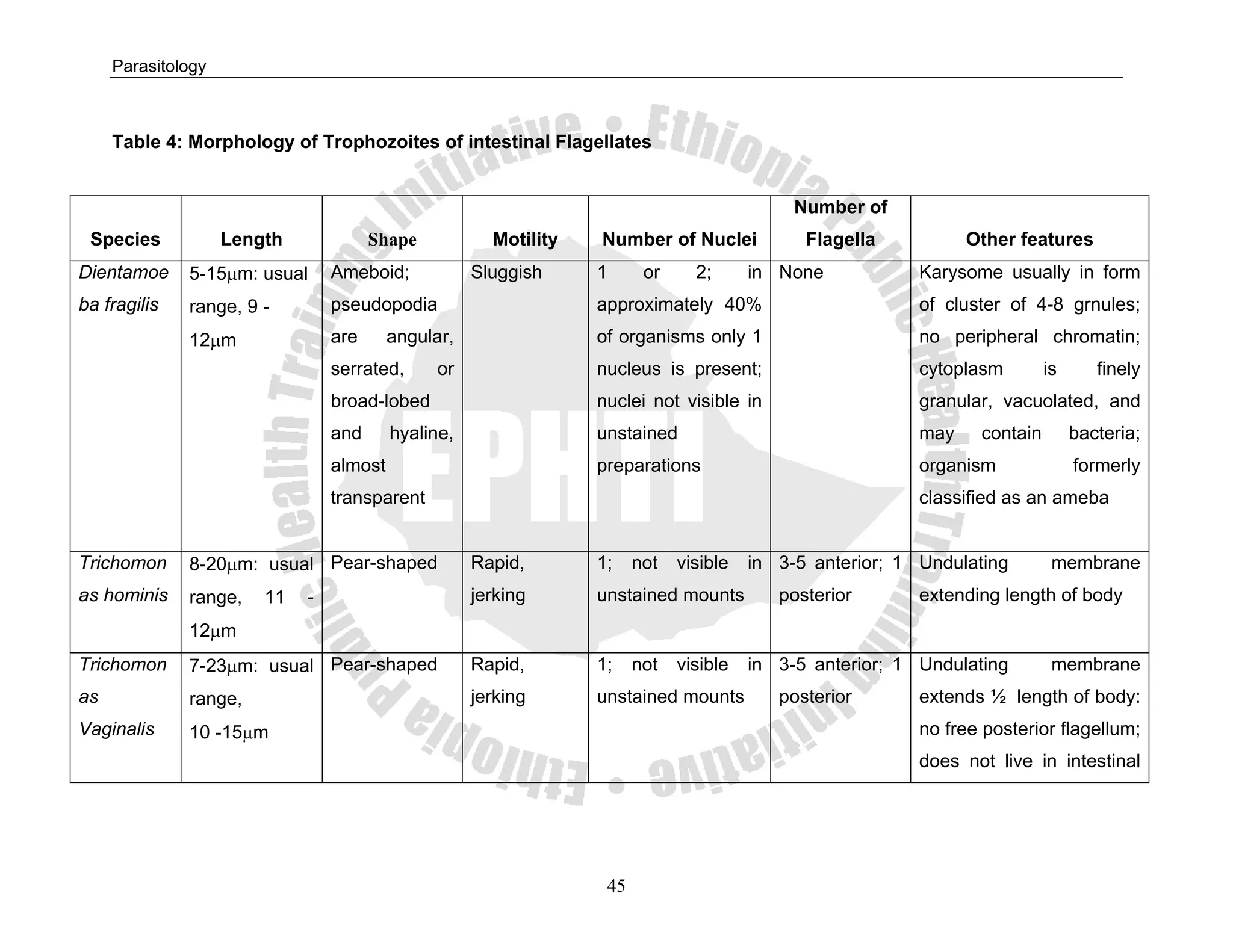Parasitology



     Table 4: Morphology of Trophozoites of intestinal Flagellates


                                                                                             Number of
 Species            Length             Shape           Motility   Number of Nuclei            Flagella           Other features
Dientamoe     5-15μm: usual      Ameboid;            Sluggish     1      or     2;      in None            Karysome usually in form
ba fragilis   range, 9 -         pseudopodia                      approximately 40%                        of cluster of 4-8 grnules;
              12μm               are      angular,                of organisms only 1                      no peripheral chromatin;
                                 serrated,      or                nucleus is present;                      cytoplasm        is      finely
                                 broad-lobed                      nuclei not visible in                    granular, vacuolated, and
                                 and      hyaline,                unstained                                may    contain        bacteria;
                                 almost                           preparations                             organism              formerly
                                 transparent                                                               classified as an ameba


Trichomon     8-20μm: usual Pear-shaped              Rapid,       1;    not   visible   in 3-5 anterior; 1 Undulating        membrane
as hominis    range,    11   -                       jerking      unstained mounts         posterior       extending length of body
              12μm
Trichomon     7-23μm: usual Pear-shaped              Rapid,       1;    not   visible   in 3-5 anterior; 1 Undulating        membrane
as            range,                                 jerking      unstained mounts         posterior       extends ½ length of body:
Vaginalis     10 -15μm                                                                                     no free posterior flagellum;
                                                                                                           does not live in intestinal




                                                                   45
 