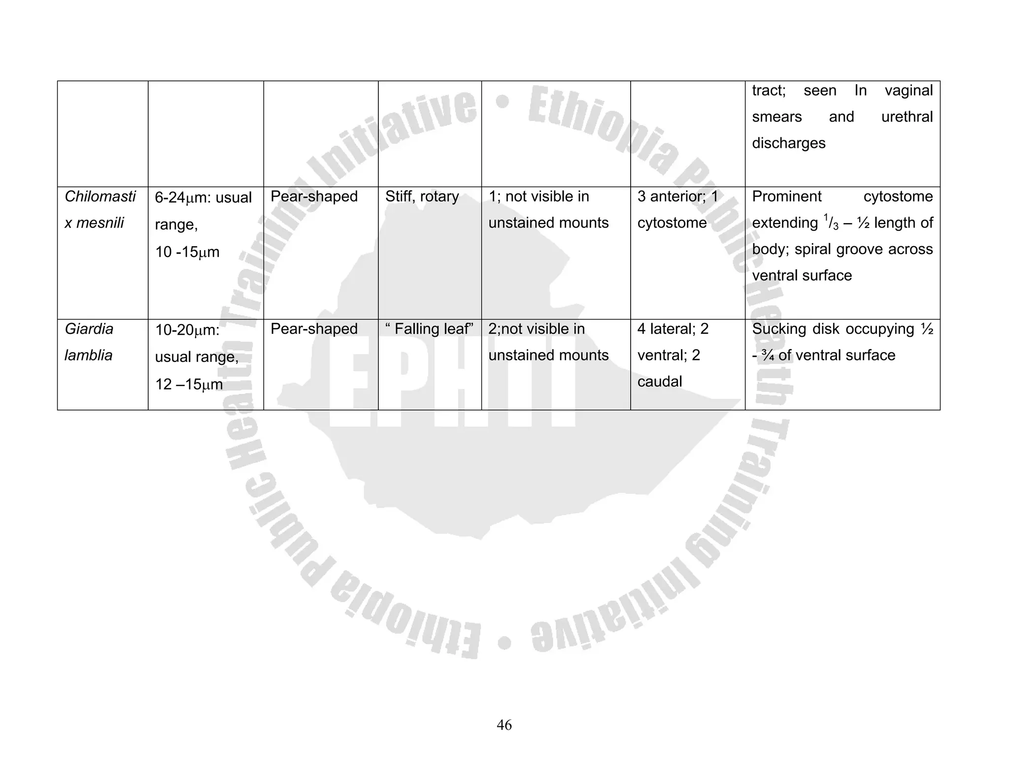 tract;   seen     In   vaginal
                                                                                               smears       and       urethral
                                                                                               discharges


Chilomasti   6-24μm: usual   Pear-shaped   Stiff, rotary   1; not visible in   3 anterior; 1   Prominent          cytostome
x mesnili    range,                                        unstained mounts    cytostome       extending 1/3 – ½ length of
             10 -15μm                                                                          body; spiral groove across
                                                                                               ventral surface


Giardia      10-20μm:        Pear-shaped   “ Falling leaf” 2;not visible in    4 lateral; 2    Sucking disk occupying ½
lamblia      usual range,                                  unstained mounts    ventral; 2      - ¾ of ventral surface
             12 –15μm                                                          caudal




                                                            46
 