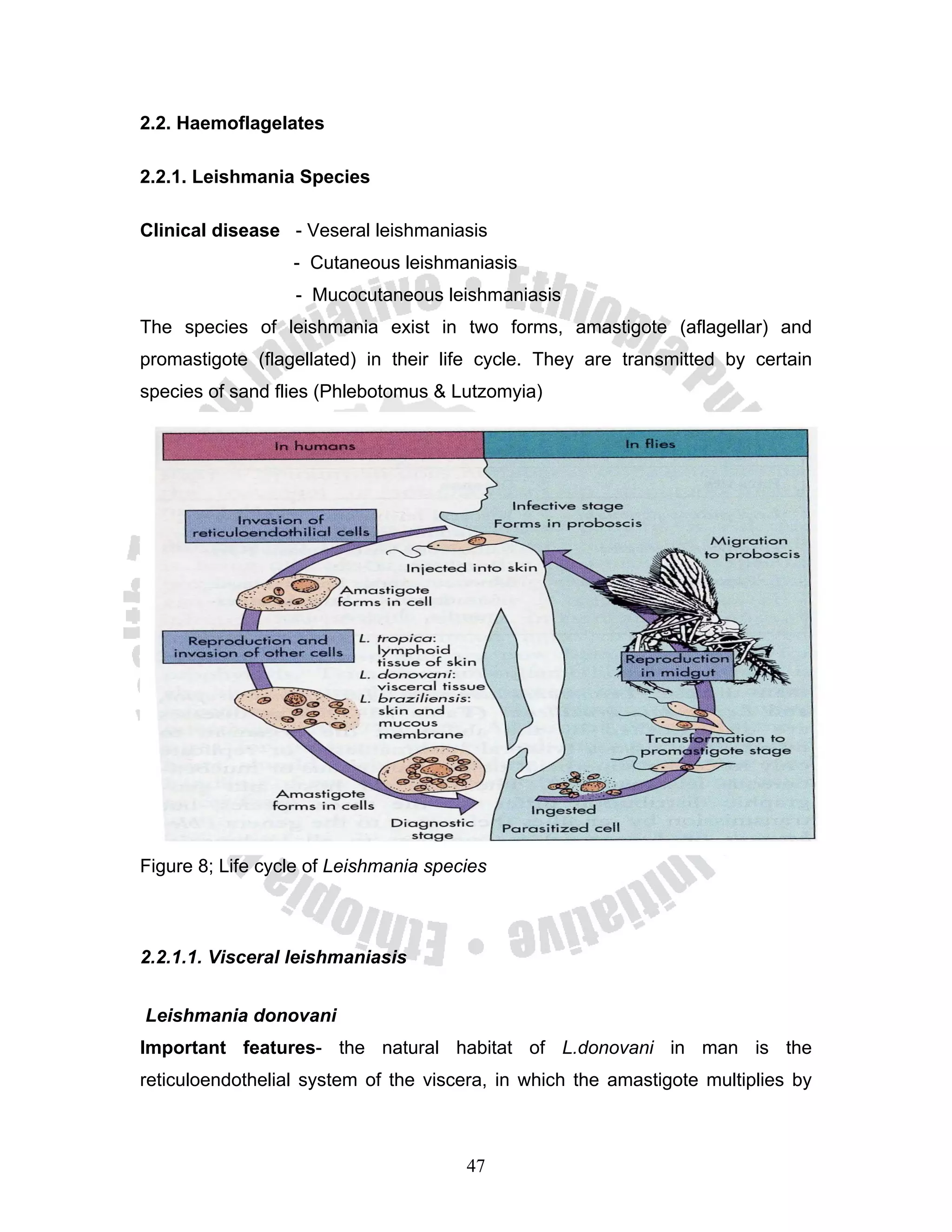 2.2. Haemoflagelates

2.2.1. Leishmania Species

Clinical disease - Veseral leishmaniasis
                  - Cutaneous leishmaniasis
                  - Mucocutaneous leishmaniasis
The species of leishmania exist in two forms, amastigote (aflagellar) and
promastigote (flagellated) in their life cycle. They are transmitted by certain
species of sand flies (Phlebotomus & Lutzomyia)




Figure 8; Life cycle of Leishmania species



2.2.1.1. Visceral leishmaniasis


Leishmania donovani
Important features- the natural habitat of L.donovani in man is the
reticuloendothelial system of the viscera, in which the amastigote multiplies by



                                       47
 