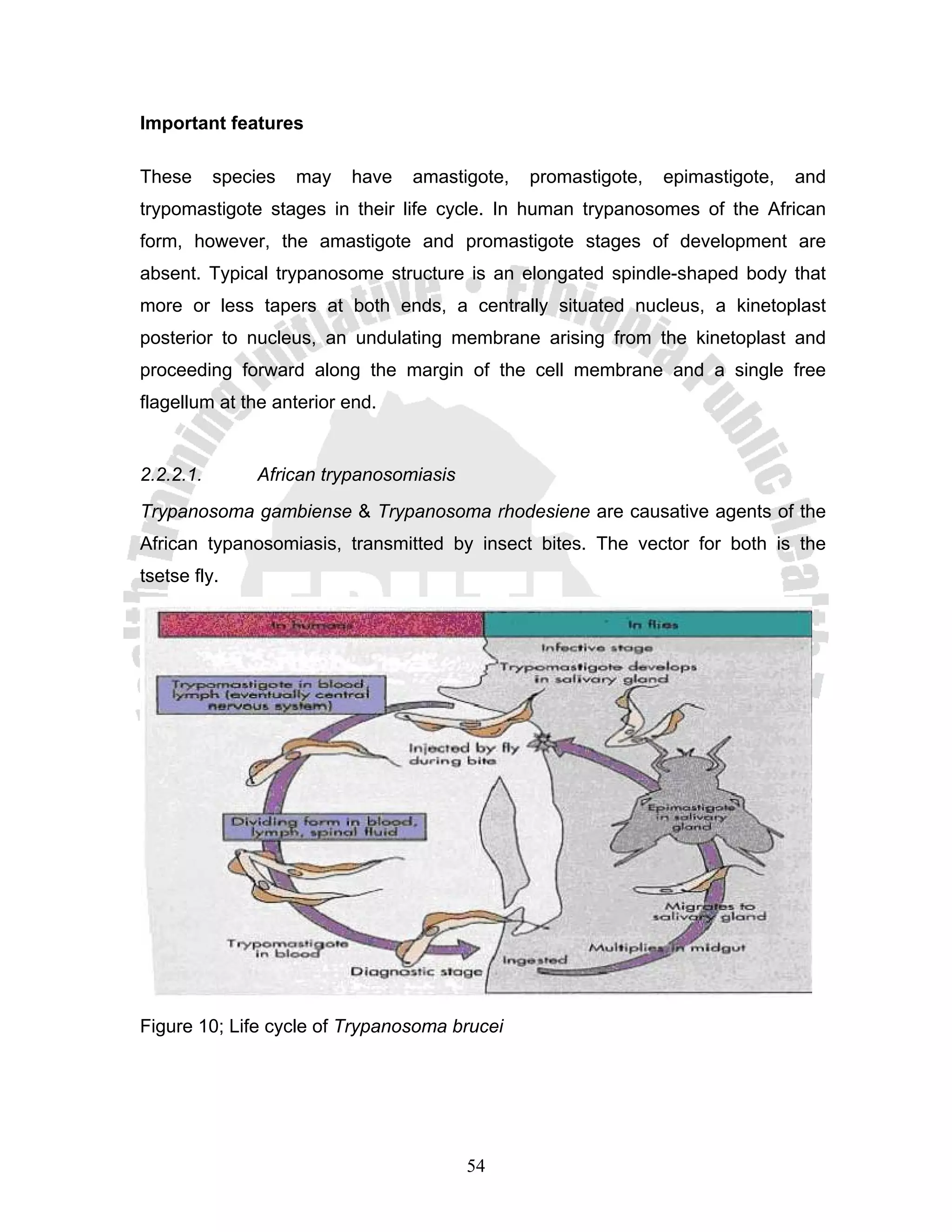 Important features

These      species   may   have   amastigote,   promastigote,   epimastigote,   and
trypomastigote stages in their life cycle. In human trypanosomes of the African
form, however, the amastigote and promastigote stages of development are
absent. Typical trypanosome structure is an elongated spindle-shaped body that
more or less tapers at both ends, a centrally situated nucleus, a kinetoplast
posterior to nucleus, an undulating membrane arising from the kinetoplast and
proceeding forward along the margin of the cell membrane and a single free
flagellum at the anterior end.


2.2.2.1.       African trypanosomiasis
Trypanosoma gambiense & Trypanosoma rhodesiene are causative agents of the
African typanosomiasis, transmitted by insect bites. The vector for both is the
tsetse fly.




Figure 10; Life cycle of Trypanosoma brucei




                                         54
 
