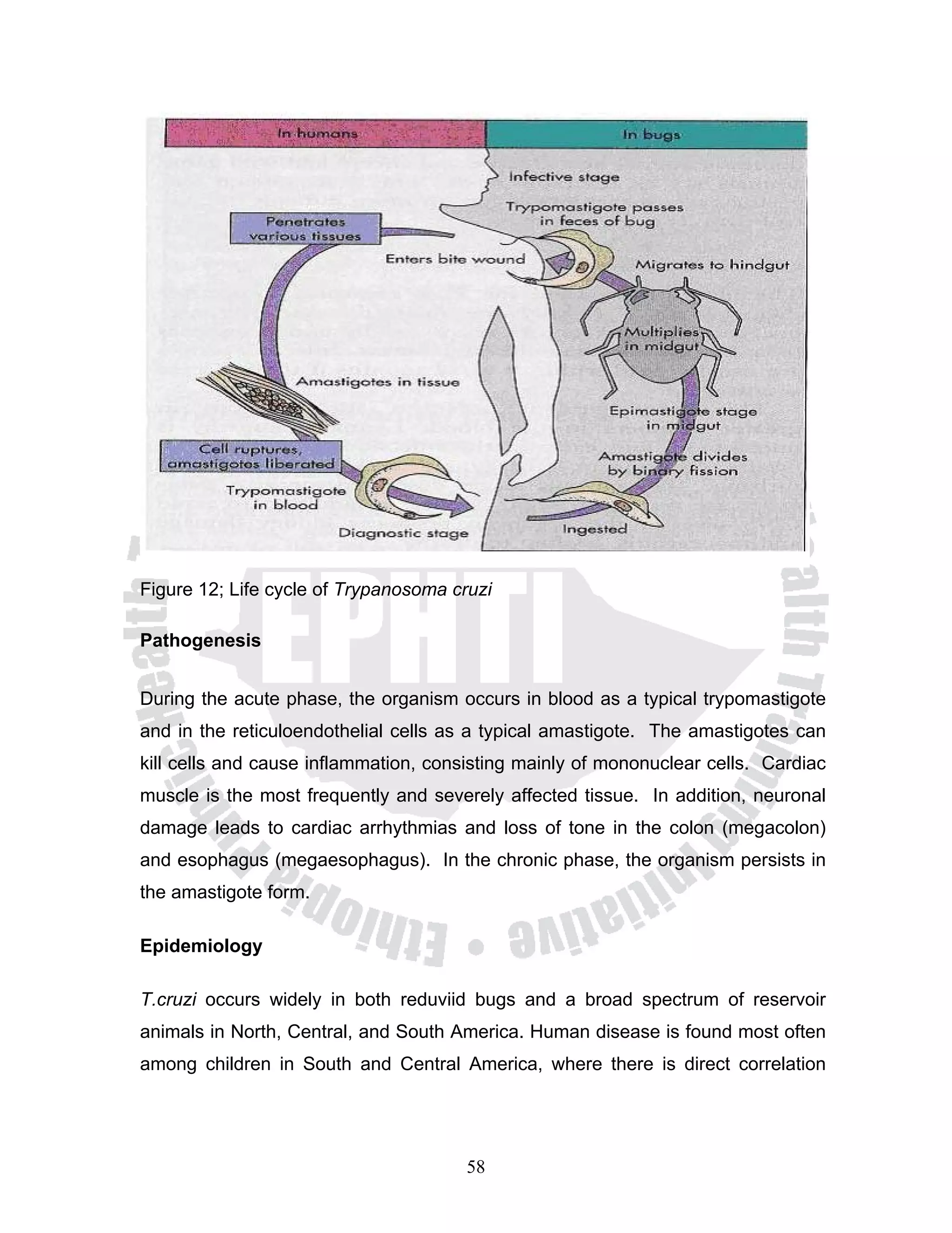 Figure 12; Life cycle of Trypanosoma cruzi

Pathogenesis


During the acute phase, the organism occurs in blood as a typical trypomastigote
and in the reticuloendothelial cells as a typical amastigote. The amastigotes can
kill cells and cause inflammation, consisting mainly of mononuclear cells. Cardiac
muscle is the most frequently and severely affected tissue. In addition, neuronal
damage leads to cardiac arrhythmias and loss of tone in the colon (megacolon)
and esophagus (megaesophagus). In the chronic phase, the organism persists in
the amastigote form.

Epidemiology

T.cruzi occurs widely in both reduviid bugs and a broad spectrum of reservoir
animals in North, Central, and South America. Human disease is found most often
among children in South and Central America, where there is direct correlation




                                       58
 