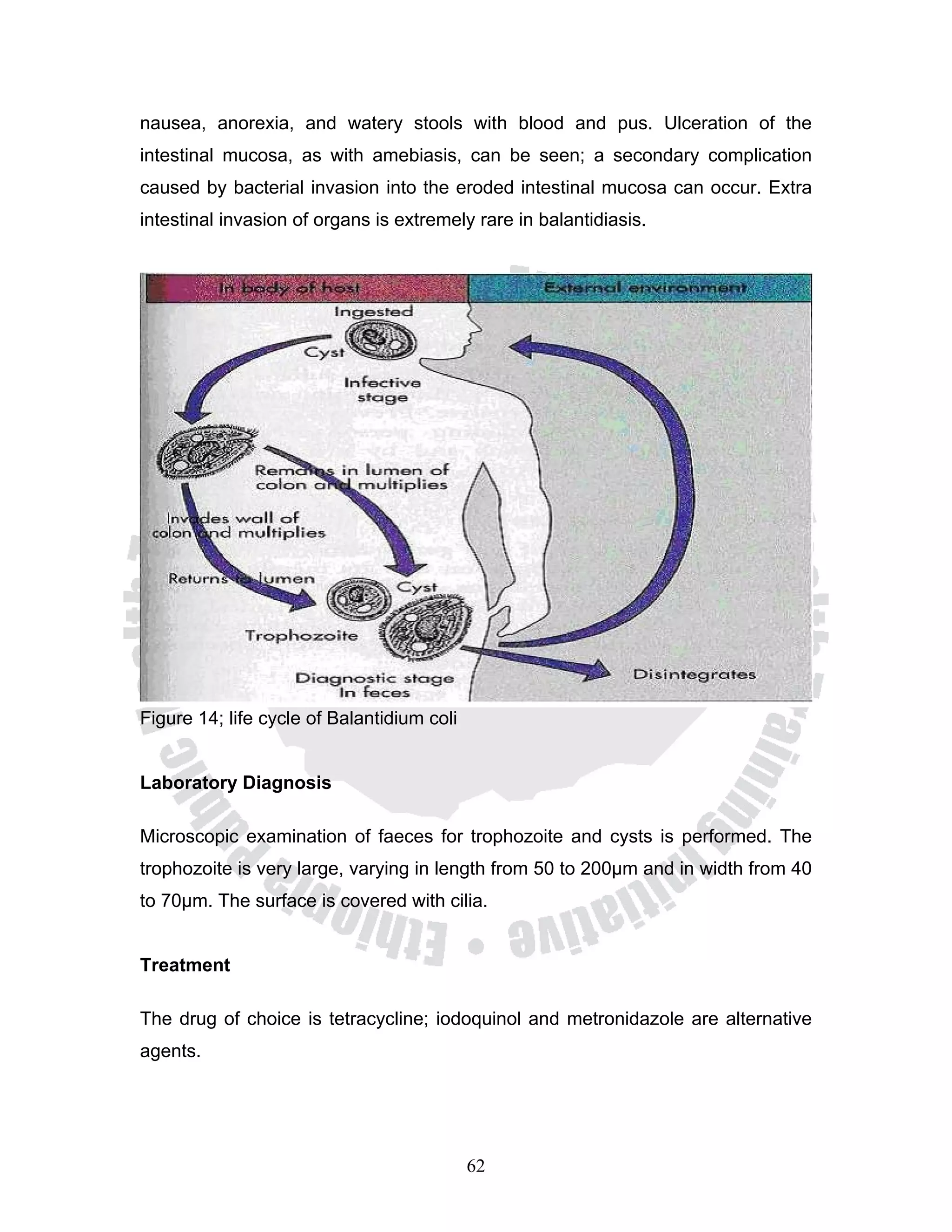 nausea, anorexia, and watery stools with blood and pus. Ulceration of the
intestinal mucosa, as with amebiasis, can be seen; a secondary complication
caused by bacterial invasion into the eroded intestinal mucosa can occur. Extra
intestinal invasion of organs is extremely rare in balantidiasis.




Figure 14; life cycle of Balantidium coli


Laboratory Diagnosis

Microscopic examination of faeces for trophozoite and cysts is performed. The
trophozoite is very large, varying in length from 50 to 200μm and in width from 40
to 70μm. The surface is covered with cilia.


Treatment

The drug of choice is tetracycline; iodoquinol and metronidazole are alternative
agents.




                                            62
 