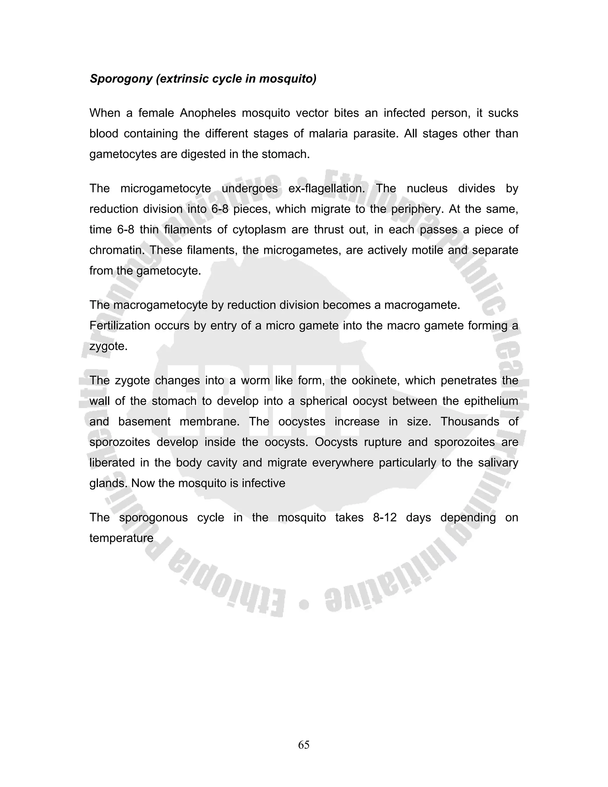Sporogony (extrinsic cycle in mosquito)

When a female Anopheles mosquito vector bites an infected person, it sucks
blood containing the different stages of malaria parasite. All stages other than
gametocytes are digested in the stomach.

The microgametocyte undergoes ex-flagellation. The nucleus divides by
reduction division into 6-8 pieces, which migrate to the periphery. At the same,
time 6-8 thin filaments of cytoplasm are thrust out, in each passes a piece of
chromatin. These filaments, the microgametes, are actively motile and separate
from the gametocyte.

The macrogametocyte by reduction division becomes a macrogamete.
Fertilization occurs by entry of a micro gamete into the macro gamete forming a
zygote.

The zygote changes into a worm like form, the ookinete, which penetrates the
wall of the stomach to develop into a spherical oocyst between the epithelium
and basement membrane. The oocystes increase in size. Thousands of
sporozoites develop inside the oocysts. Oocysts rupture and sporozoites are
liberated in the body cavity and migrate everywhere particularly to the salivary
glands. Now the mosquito is infective

The sporogonous cycle in the mosquito takes 8-12 days depending on
temperature




                                        65
 