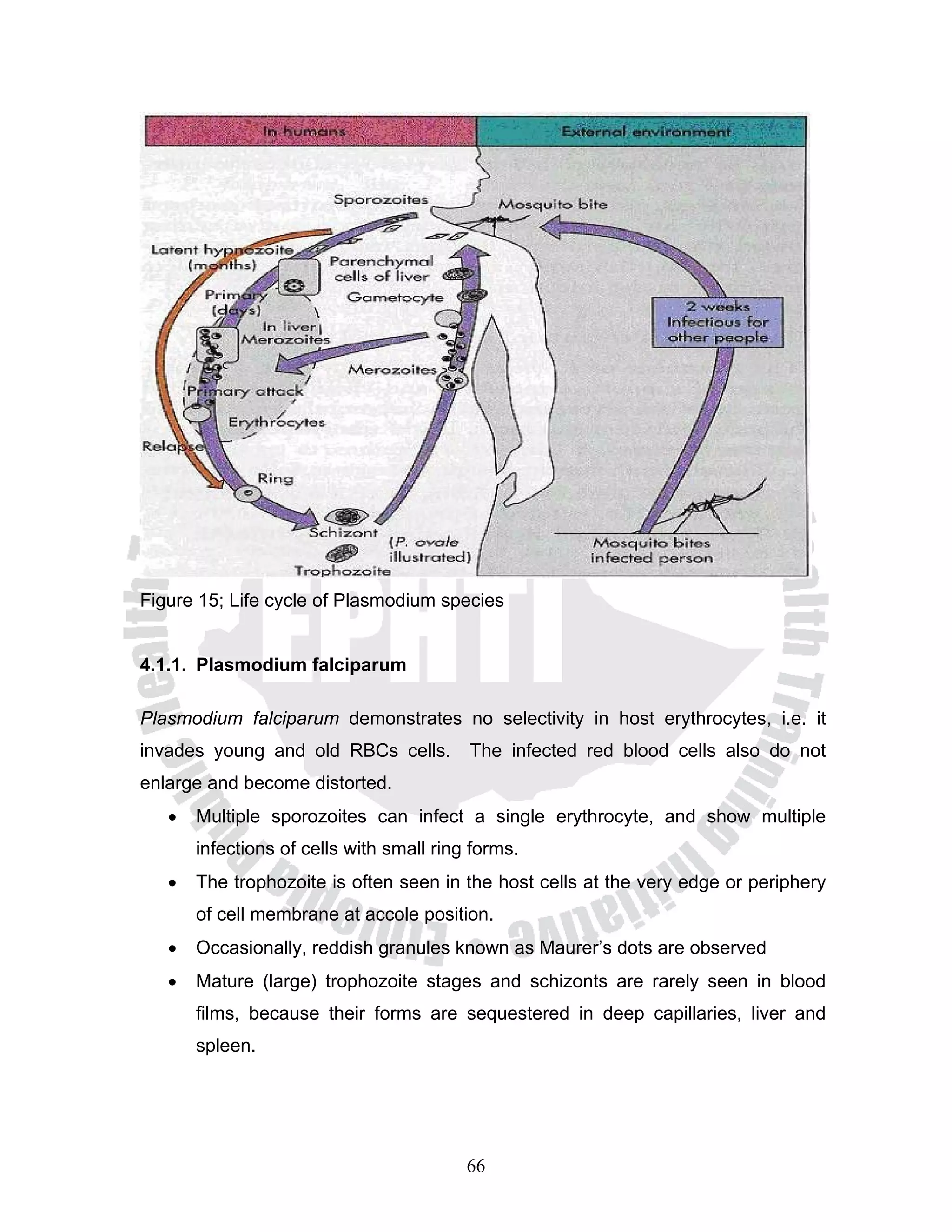 Figure 15; Life cycle of Plasmodium species


4.1.1. Plasmodium falciparum

Plasmodium falciparum demonstrates no selectivity in host erythrocytes, i.e. it
invades young and old RBCs cells.         The infected red blood cells also do not
enlarge and become distorted.
   •   Multiple sporozoites can infect a single erythrocyte, and show multiple
       infections of cells with small ring forms.
   •   The trophozoite is often seen in the host cells at the very edge or periphery
       of cell membrane at accole position.
   •   Occasionally, reddish granules known as Maurer’s dots are observed
   •   Mature (large) trophozoite stages and schizonts are rarely seen in blood
       films, because their forms are sequestered in deep capillaries, liver and
       spleen.




                                          66
 