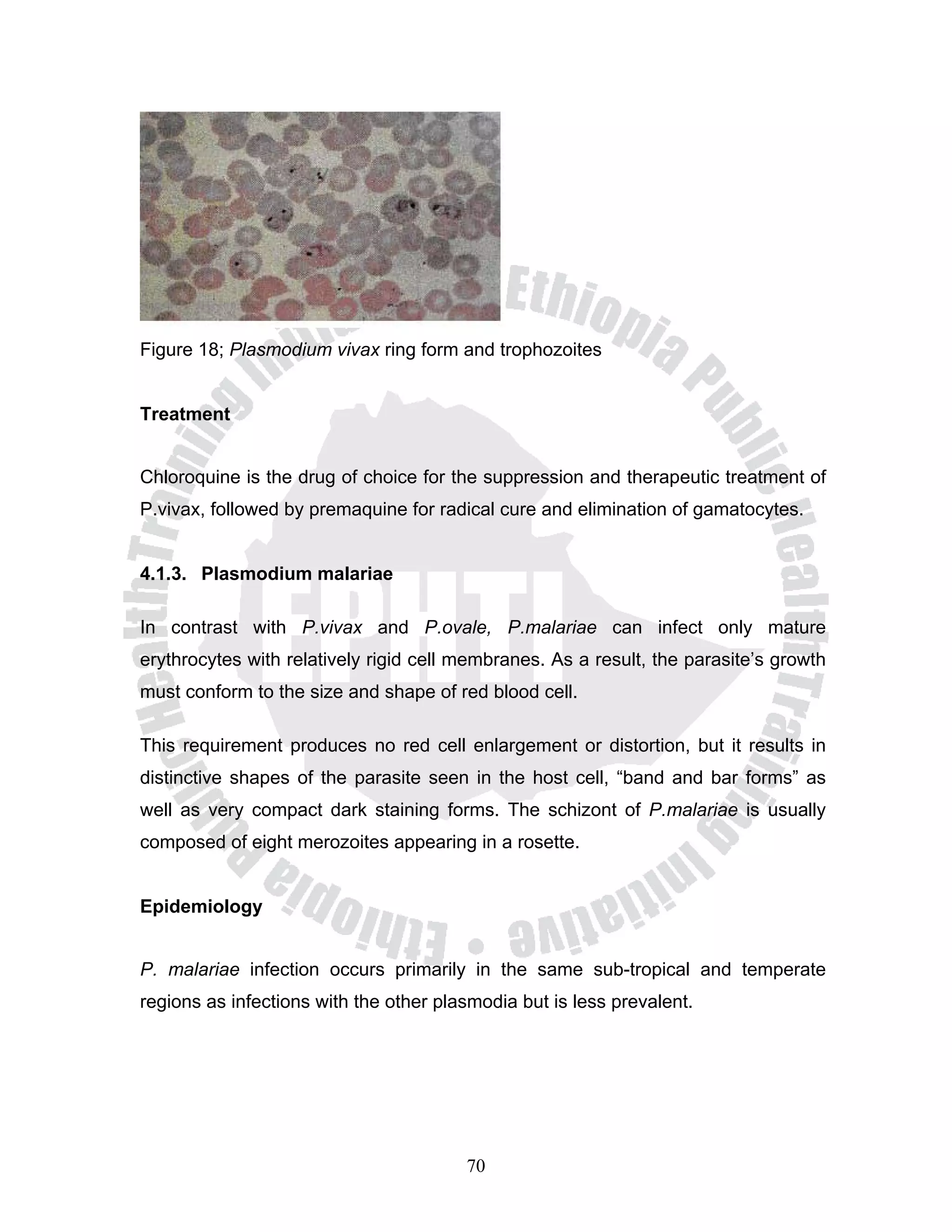 Figure 18; Plasmodium vivax ring form and trophozoites


Treatment


Chloroquine is the drug of choice for the suppression and therapeutic treatment of
P.vivax, followed by premaquine for radical cure and elimination of gamatocytes.


4.1.3. Plasmodium malariae

In contrast with P.vivax and P.ovale, P.malariae can infect only mature
erythrocytes with relatively rigid cell membranes. As a result, the parasite’s growth
must conform to the size and shape of red blood cell.

This requirement produces no red cell enlargement or distortion, but it results in
distinctive shapes of the parasite seen in the host cell, “band and bar forms” as
well as very compact dark staining forms. The schizont of P.malariae is usually
composed of eight merozoites appearing in a rosette.


Epidemiology


P. malariae infection occurs primarily in the same sub-tropical and temperate
regions as infections with the other plasmodia but is less prevalent.




                                        70
 