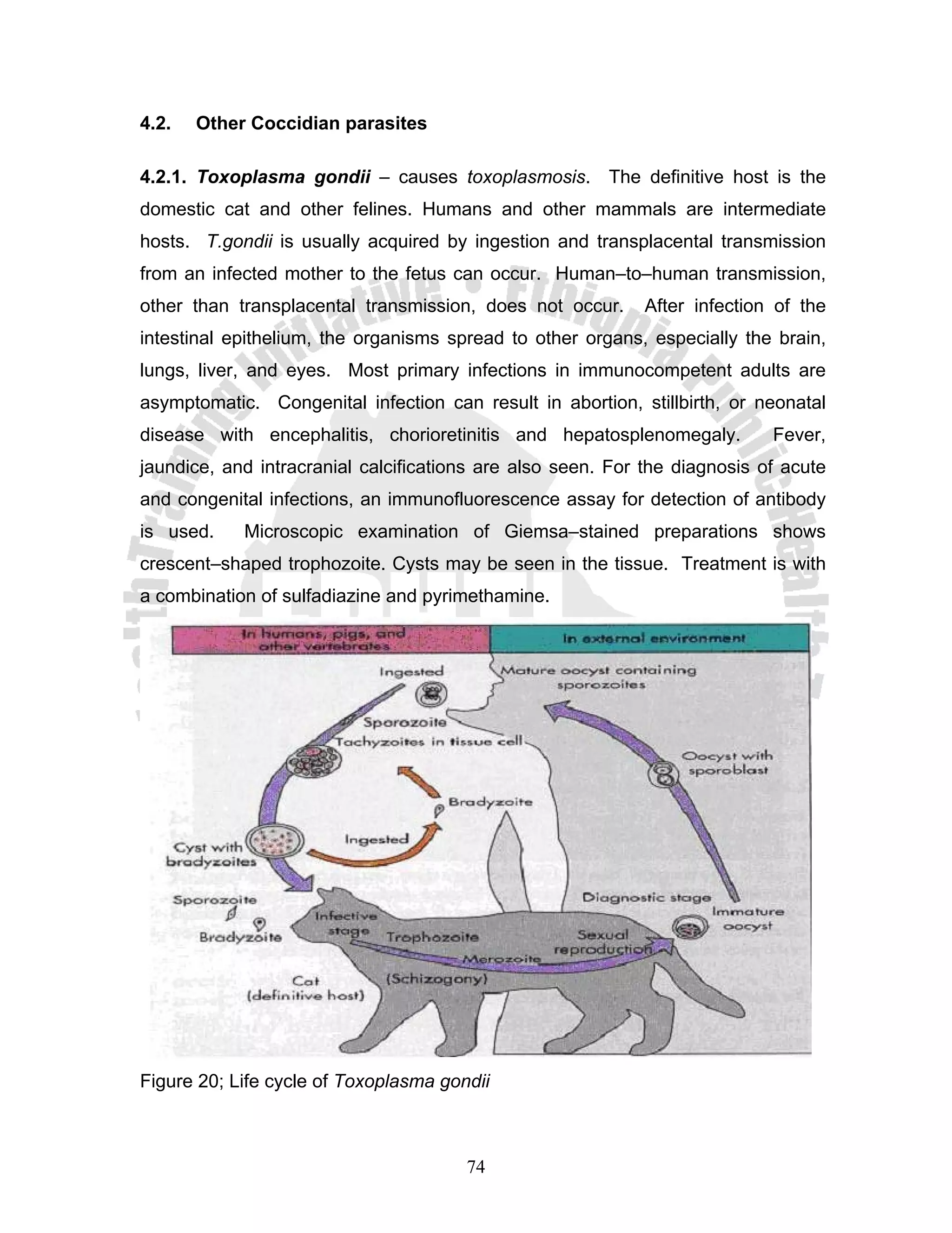 4.2.   Other Coccidian parasites

4.2.1. Toxoplasma gondii – causes toxoplasmosis. The definitive host is the
domestic cat and other felines. Humans and other mammals are intermediate
hosts. T.gondii is usually acquired by ingestion and transplacental transmission
from an infected mother to the fetus can occur. Human–to–human transmission,
other than transplacental transmission, does not occur.      After infection of the
intestinal epithelium, the organisms spread to other organs, especially the brain,
lungs, liver, and eyes. Most primary infections in immunocompetent adults are
asymptomatic. Congenital infection can result in abortion, stillbirth, or neonatal
disease with encephalitis, chorioretinitis and hepatosplenomegaly.          Fever,
jaundice, and intracranial calcifications are also seen. For the diagnosis of acute
and congenital infections, an immunofluorescence assay for detection of antibody
is used.    Microscopic examination of Giemsa–stained preparations shows
crescent–shaped trophozoite. Cysts may be seen in the tissue. Treatment is with
a combination of sulfadiazine and pyrimethamine.




Figure 20; Life cycle of Toxoplasma gondii



                                       74
 