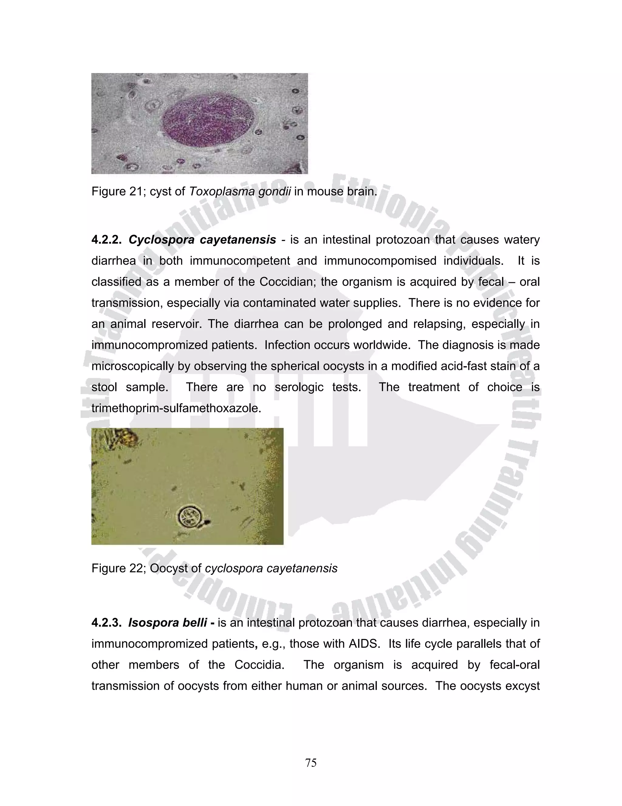 Figure 21; cyst of Toxoplasma gondii in mouse brain.


4.2.2. Cyclospora cayetanensis - is an intestinal protozoan that causes watery
diarrhea in both immunocompetent and immunocompomised individuals.               It is
classified as a member of the Coccidian; the organism is acquired by fecal – oral
transmission, especially via contaminated water supplies. There is no evidence for
an animal reservoir. The diarrhea can be prolonged and relapsing, especially in
immunocompromized patients. Infection occurs worldwide. The diagnosis is made
microscopically by observing the spherical oocysts in a modified acid-fast stain of a
stool sample.     There are no serologic tests.        The treatment of choice is
trimethoprim-sulfamethoxazole.




Figure 22; Oocyst of cyclospora cayetanensis



4.2.3. Isospora belli - is an intestinal protozoan that causes diarrhea, especially in
immunocompromized patients, e.g., those with AIDS. Its life cycle parallels that of
other members of the Coccidia.          The organism is acquired by fecal-oral
transmission of oocysts from either human or animal sources. The oocysts excyst




                                        75
 