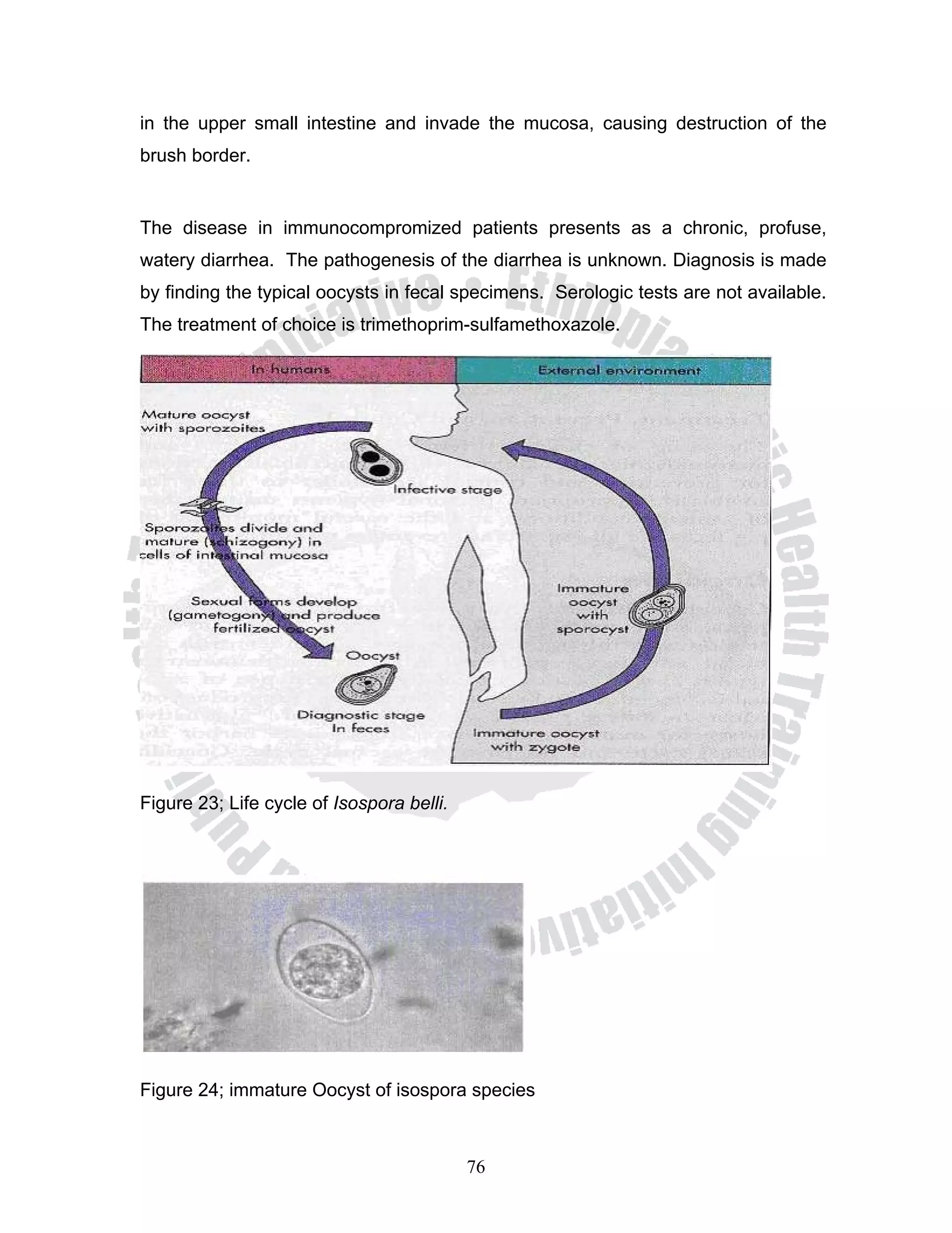 in the upper small intestine and invade the mucosa, causing destruction of the
brush border.


The disease in immunocompromized patients presents as a chronic, profuse,
watery diarrhea. The pathogenesis of the diarrhea is unknown. Diagnosis is made
by finding the typical oocysts in fecal specimens. Serologic tests are not available.
The treatment of choice is trimethoprim-sulfamethoxazole.




Figure 23; Life cycle of Isospora belli.




Figure 24; immature Oocyst of isospora species



                                           76
 
