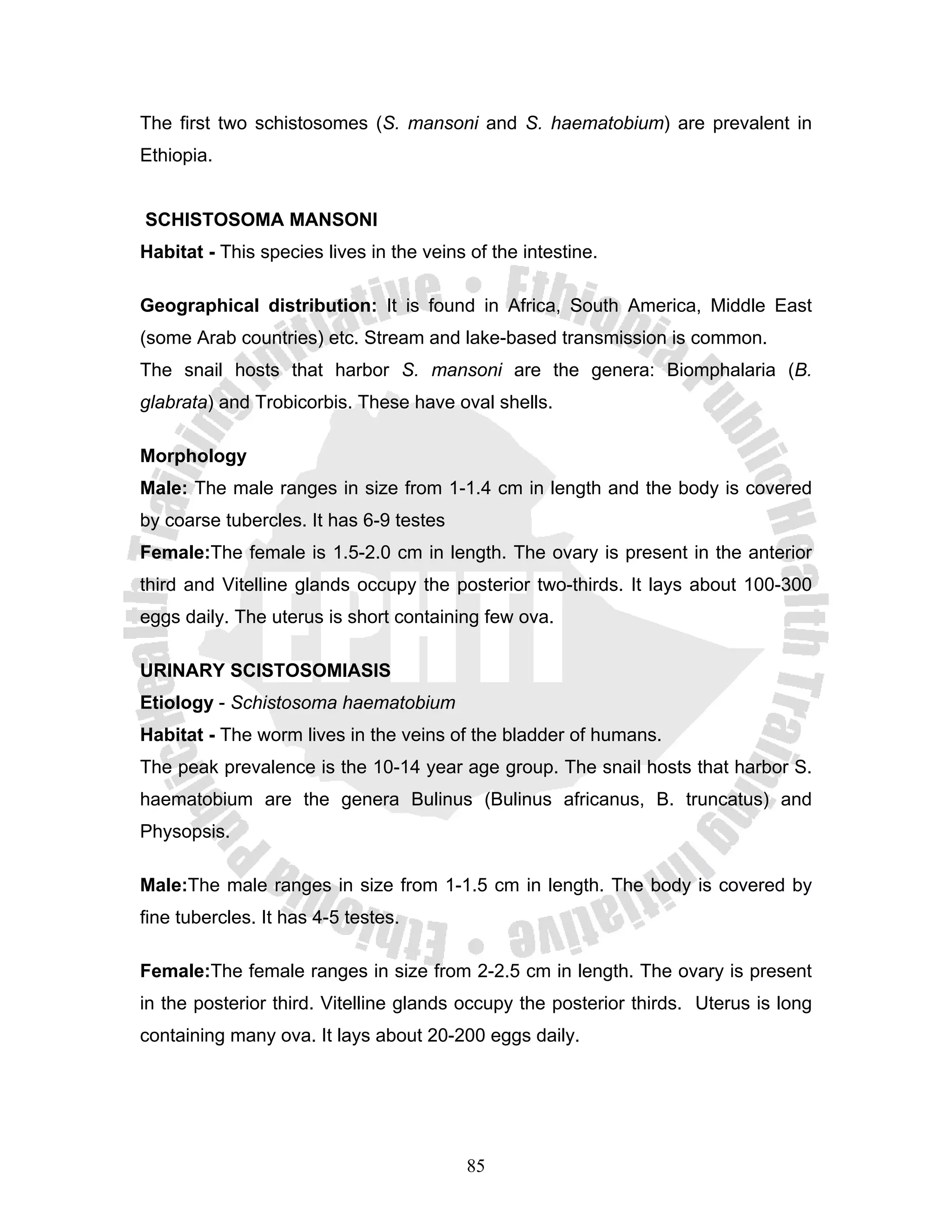 The first two schistosomes (S. mansoni and S. haematobium) are prevalent in
Ethiopia.


SCHISTOSOMA MANSONI
Habitat - This species lives in the veins of the intestine.

Geographical distribution: It is found in Africa, South America, Middle East
(some Arab countries) etc. Stream and lake-based transmission is common.
The snail hosts that harbor S. mansoni are the genera: Biomphalaria (B.
glabrata) and Trobicorbis. These have oval shells.

Morphology
Male: The male ranges in size from 1-1.4 cm in length and the body is covered
by coarse tubercles. It has 6-9 testes
Female:The female is 1.5-2.0 cm in length. The ovary is present in the anterior
third and Vitelline glands occupy the posterior two-thirds. It lays about 100-300
eggs daily. The uterus is short containing few ova.

URINARY SCISTOSOMIASIS
Etiology - Schistosoma haematobium
Habitat - The worm lives in the veins of the bladder of humans.
The peak prevalence is the 10-14 year age group. The snail hosts that harbor S.
haematobium are the genera Bulinus (Bulinus africanus, B. truncatus) and
Physopsis.

Male:The male ranges in size from 1-1.5 cm in length. The body is covered by
fine tubercles. It has 4-5 testes.

Female:The female ranges in size from 2-2.5 cm in length. The ovary is present
in the posterior third. Vitelline glands occupy the posterior thirds. Uterus is long
containing many ova. It lays about 20-200 eggs daily.




                                          85
 