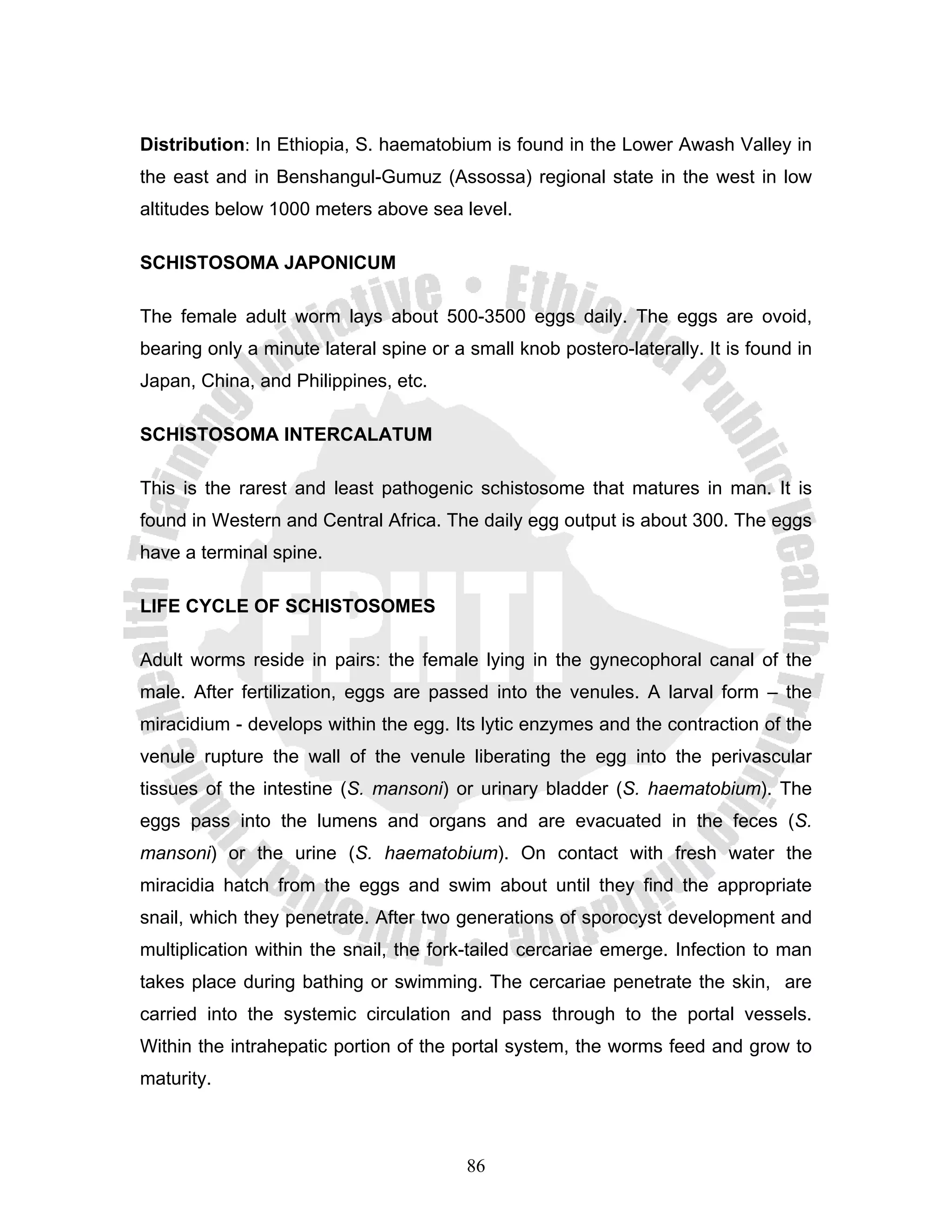 Distribution: In Ethiopia, S. haematobium is found in the Lower Awash Valley in
the east and in Benshangul-Gumuz (Assossa) regional state in the west in low
altitudes below 1000 meters above sea level.

SCHISTOSOMA JAPONICUM

The female adult worm lays about 500-3500 eggs daily. The eggs are ovoid,
bearing only a minute lateral spine or a small knob postero-laterally. It is found in
Japan, China, and Philippines, etc.

SCHISTOSOMA INTERCALATUM

This is the rarest and least pathogenic schistosome that matures in man. It is
found in Western and Central Africa. The daily egg output is about 300. The eggs
have a terminal spine.

LIFE CYCLE OF SCHISTOSOMES

Adult worms reside in pairs: the female lying in the gynecophoral canal of the
male. After fertilization, eggs are passed into the venules. A larval form – the
miracidium - develops within the egg. Its lytic enzymes and the contraction of the
venule rupture the wall of the venule liberating the egg into the perivascular
tissues of the intestine (S. mansoni) or urinary bladder (S. haematobium). The
eggs pass into the lumens and organs and are evacuated in the feces (S.
mansoni) or the urine (S. haematobium). On contact with fresh water the
miracidia hatch from the eggs and swim about until they find the appropriate
snail, which they penetrate. After two generations of sporocyst development and
multiplication within the snail, the fork-tailed cercariae emerge. Infection to man
takes place during bathing or swimming. The cercariae penetrate the skin, are
carried into the systemic circulation and pass through to the portal vessels.
Within the intrahepatic portion of the portal system, the worms feed and grow to
maturity.



                                         86
 