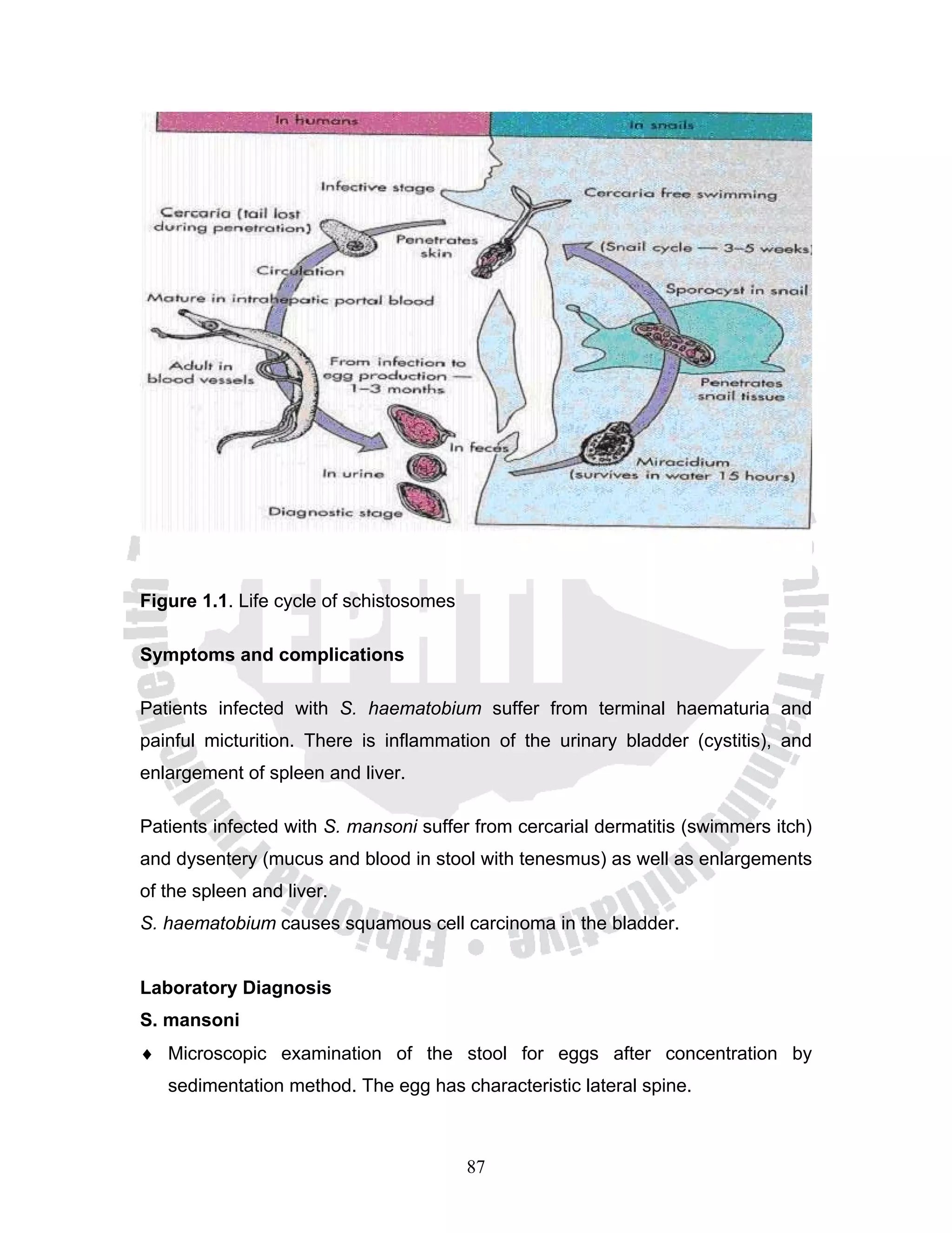 Figure 1.1. Life cycle of schistosomes

Symptoms and complications

Patients infected with S. haematobium suffer from terminal haematuria and
painful micturition. There is inflammation of the urinary bladder (cystitis), and
enlargement of spleen and liver.

Patients infected with S. mansoni suffer from cercarial dermatitis (swimmers itch)
and dysentery (mucus and blood in stool with tenesmus) as well as enlargements
of the spleen and liver.
S. haematobium causes squamous cell carcinoma in the bladder.


Laboratory Diagnosis
S. mansoni
♦ Microscopic examination of the stool for eggs after concentration by
   sedimentation method. The egg has characteristic lateral spine.



                                         87
 