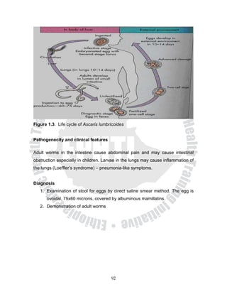 Figure 1.3. Life cycle of Ascaris lumbricoides


Pathogenecity and clinical features

Adult worms in the intestine cause abdominal pain and may cause intestinal
obstruction especially in children. Larvae in the lungs may cause inflammation of
the lungs (Loeffler’s syndrome) – pneumonia-like symptoms.


Diagnosis
   1. Examination of stool for eggs by direct saline smear method. The egg is
      ovoidal, 75x60 microns, covered by albuminous mamillatins.
   2. Demonstration of adult worms




                                       92
 
